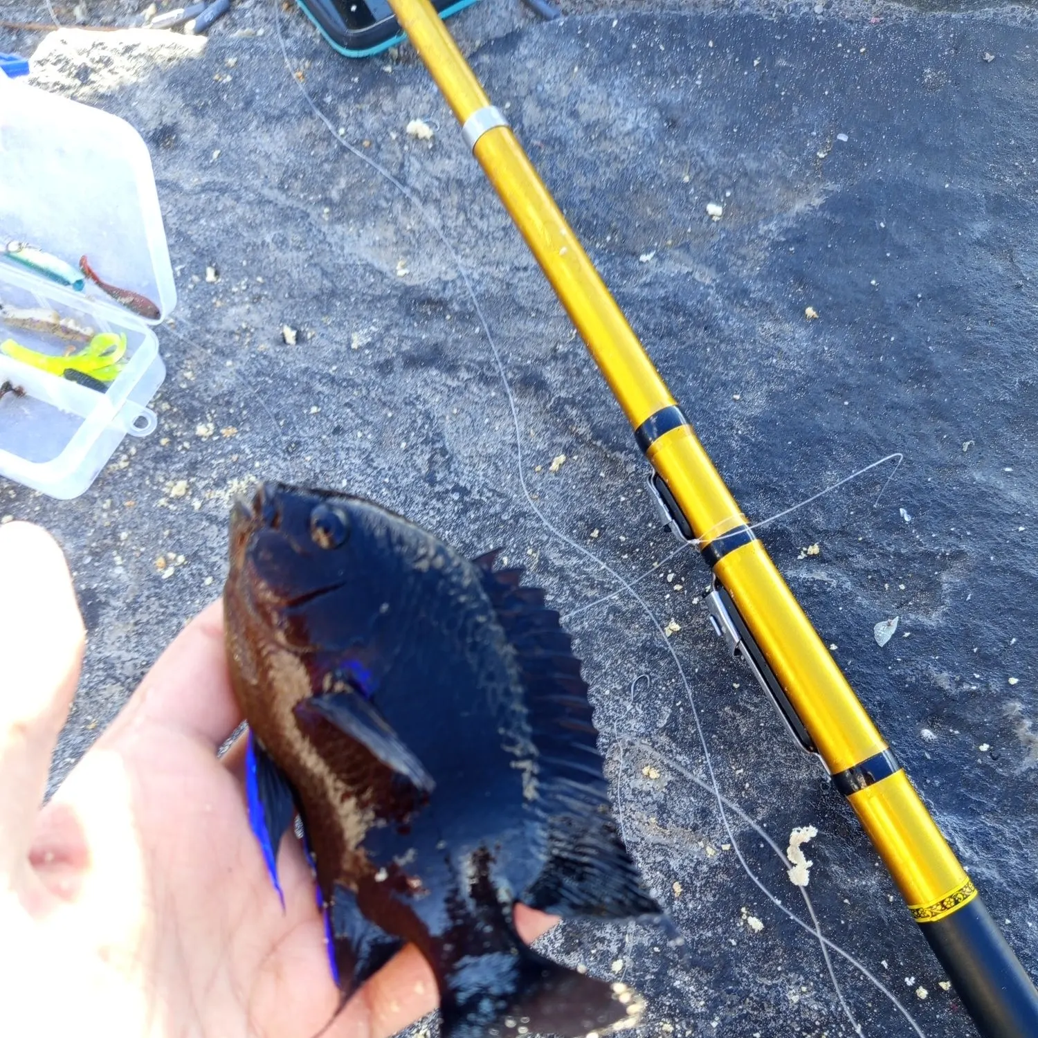 The most recent Canary damsel catches on Fishbrain