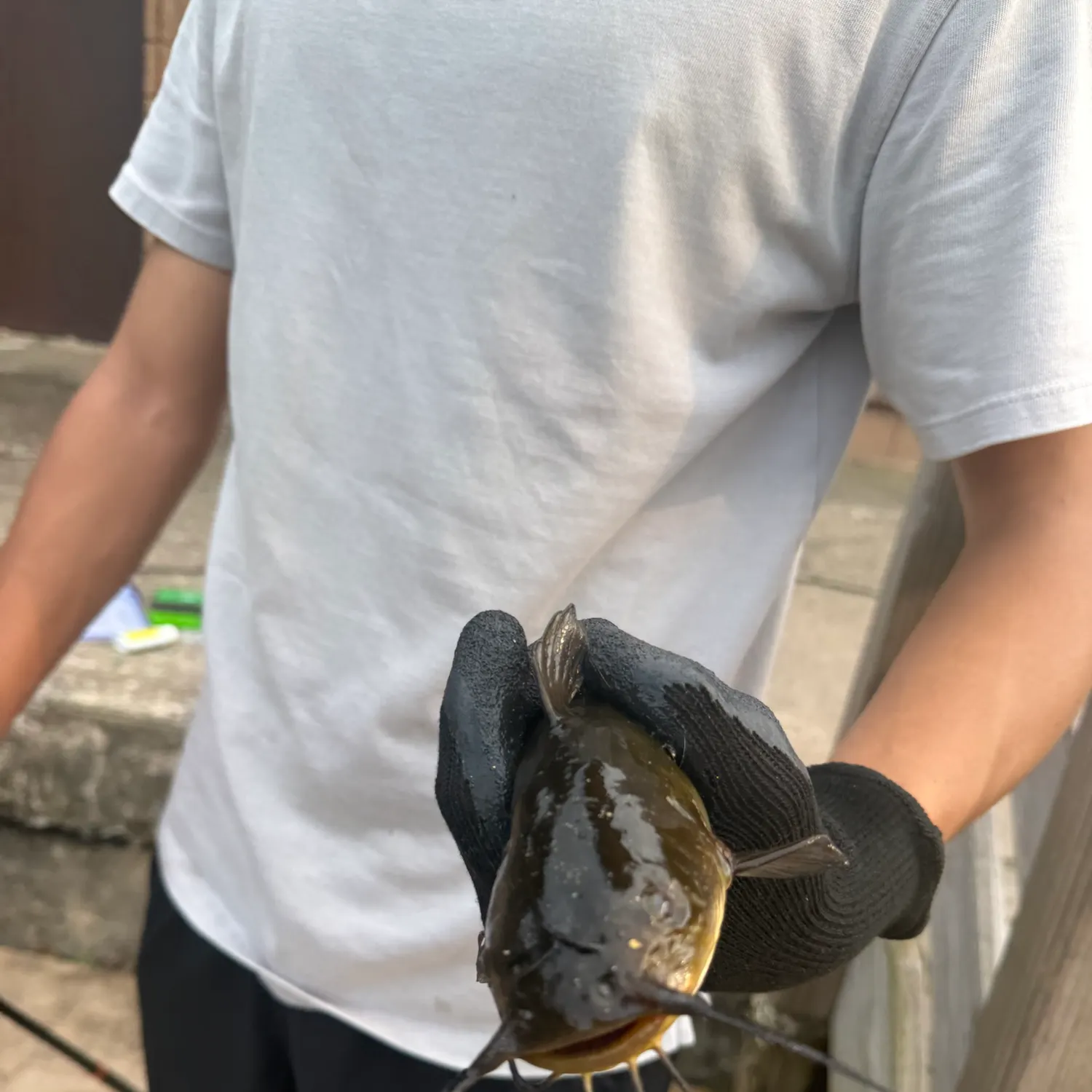 Channel catfish caught on Fishbrain