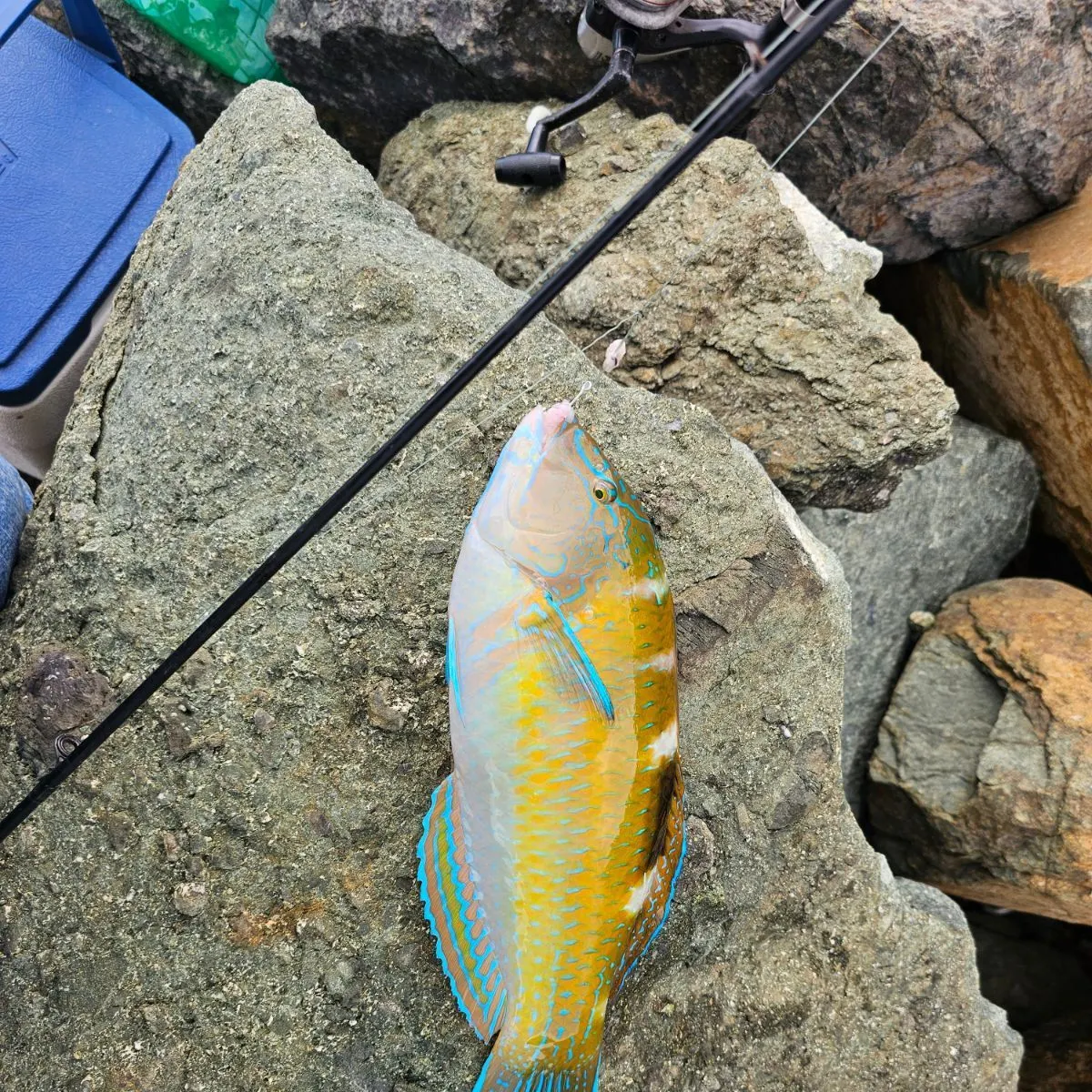 The most recent Rainbow parrotfish catches on Fishbrain