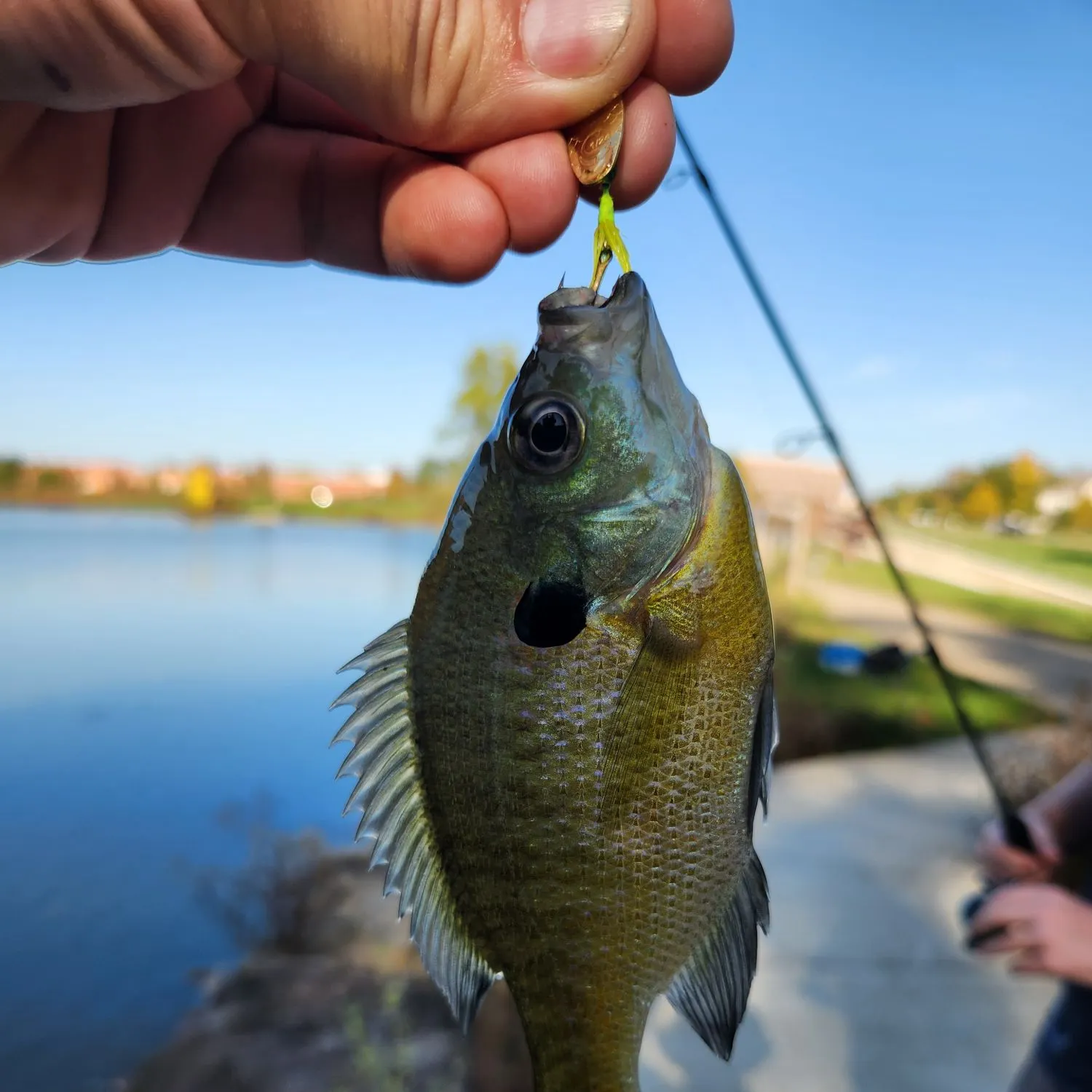 Bluegill caught on Fishbrain