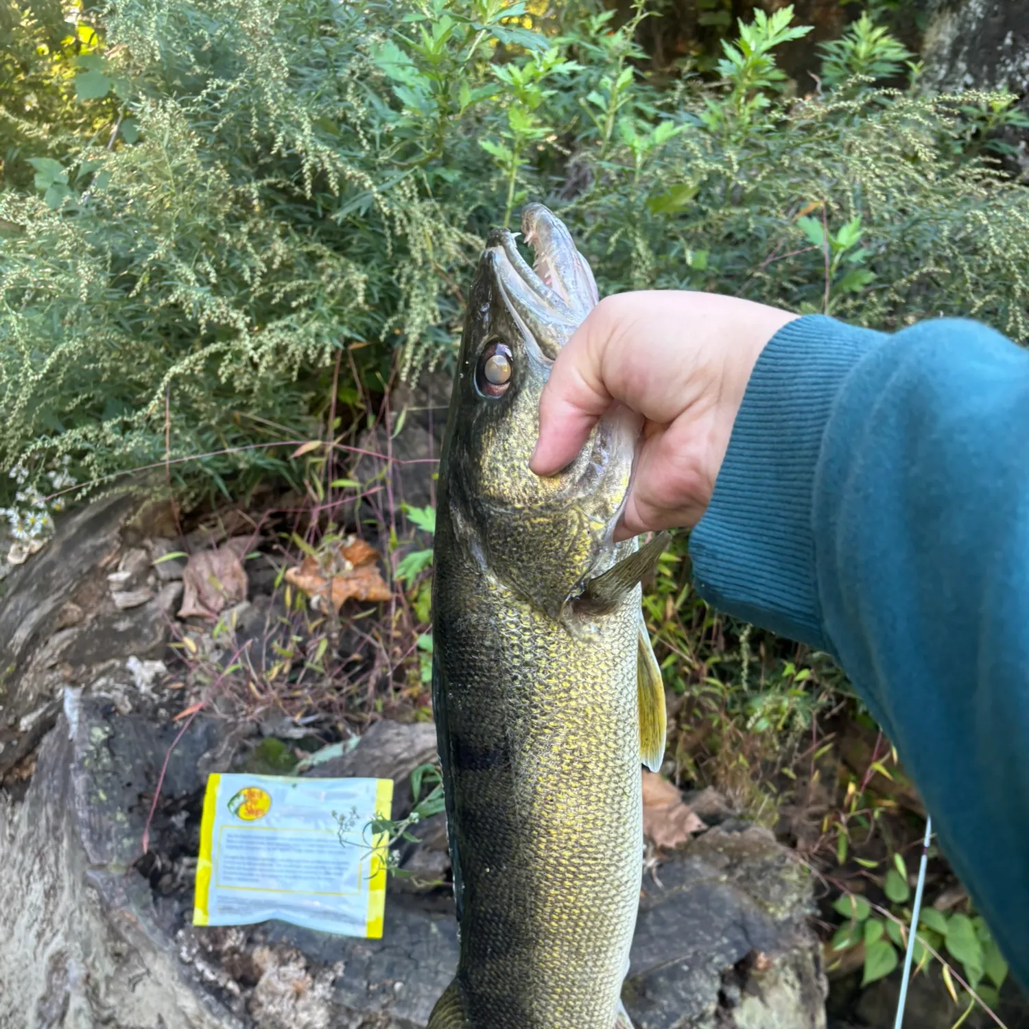 Walleye caught on Fishbrain