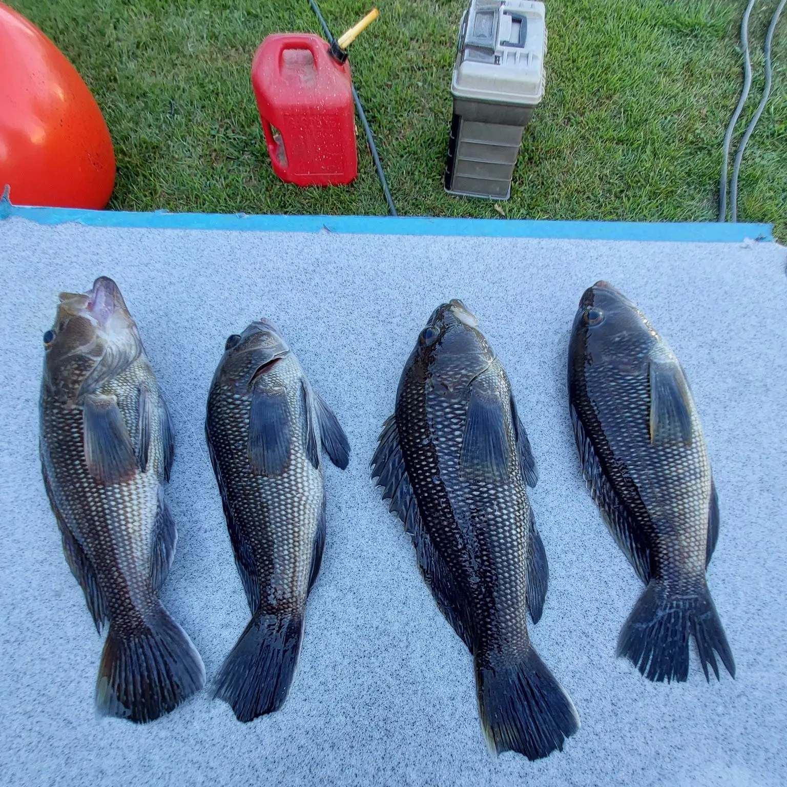 Black sea bass caught on Fishbrain