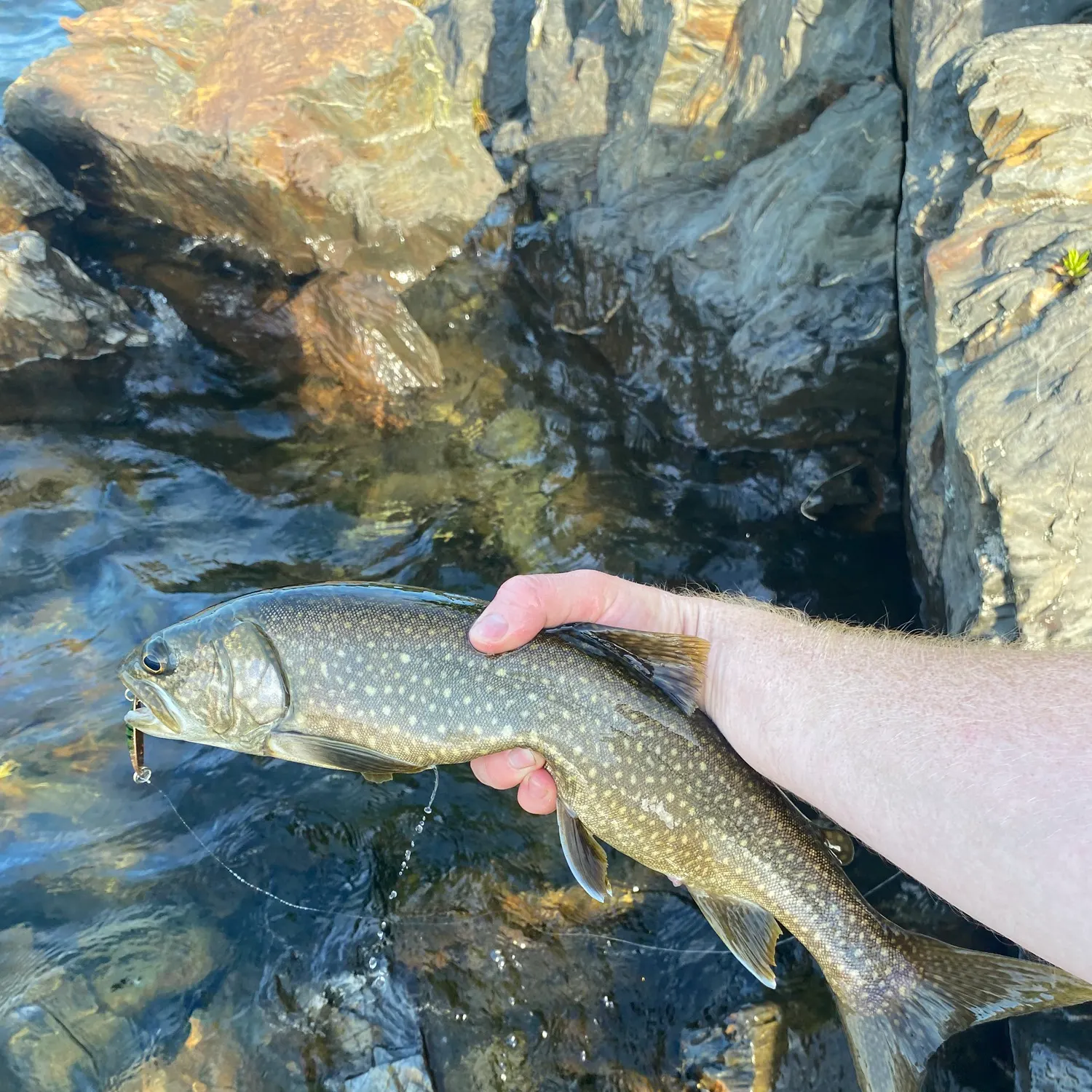 Lake char caught on Fishbrain