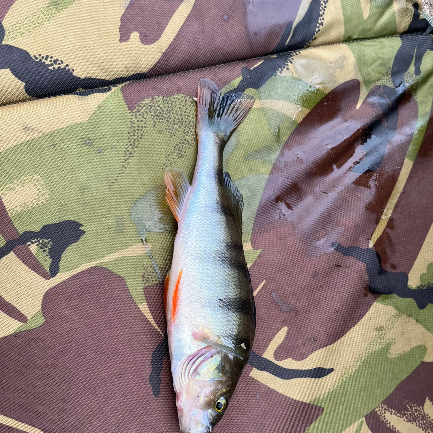angler catch