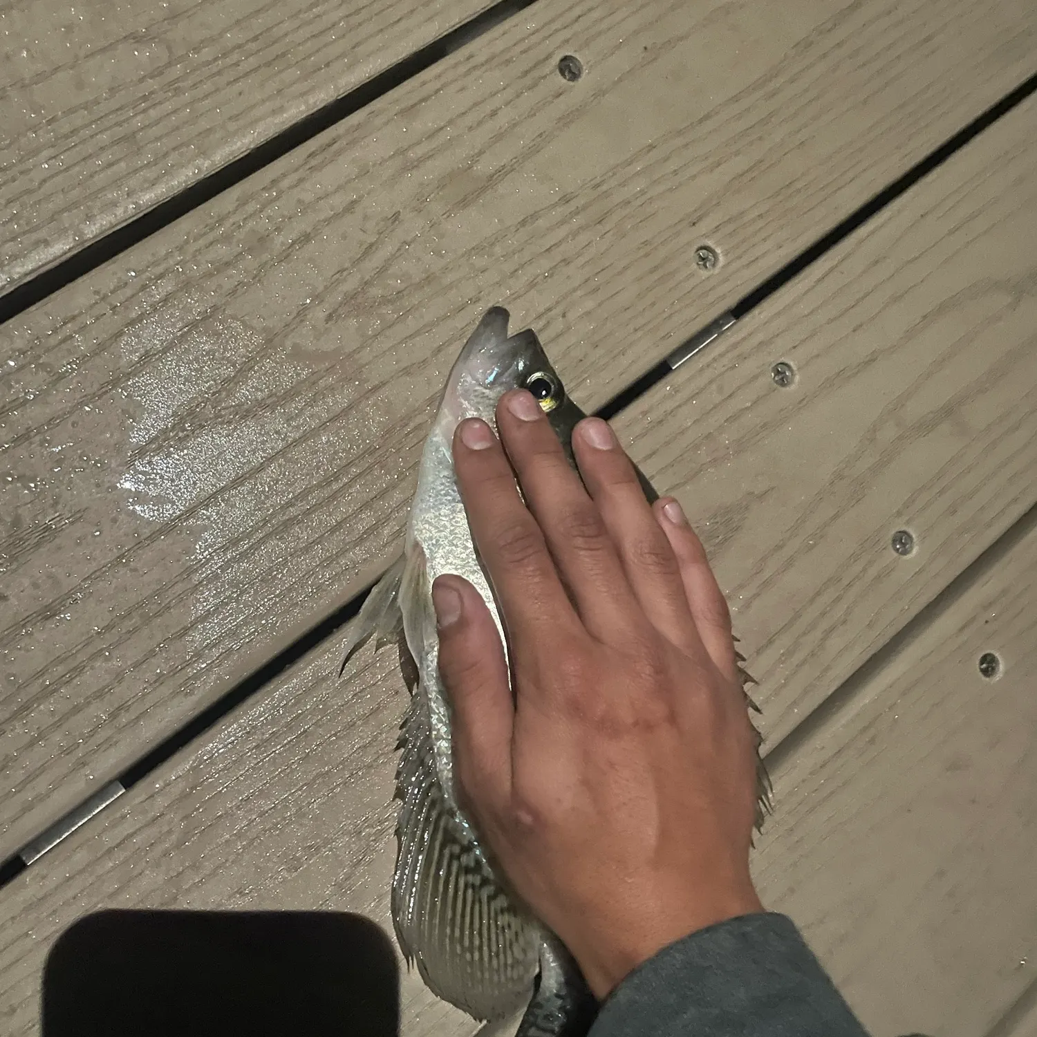 Black crappie caught on Fishbrain