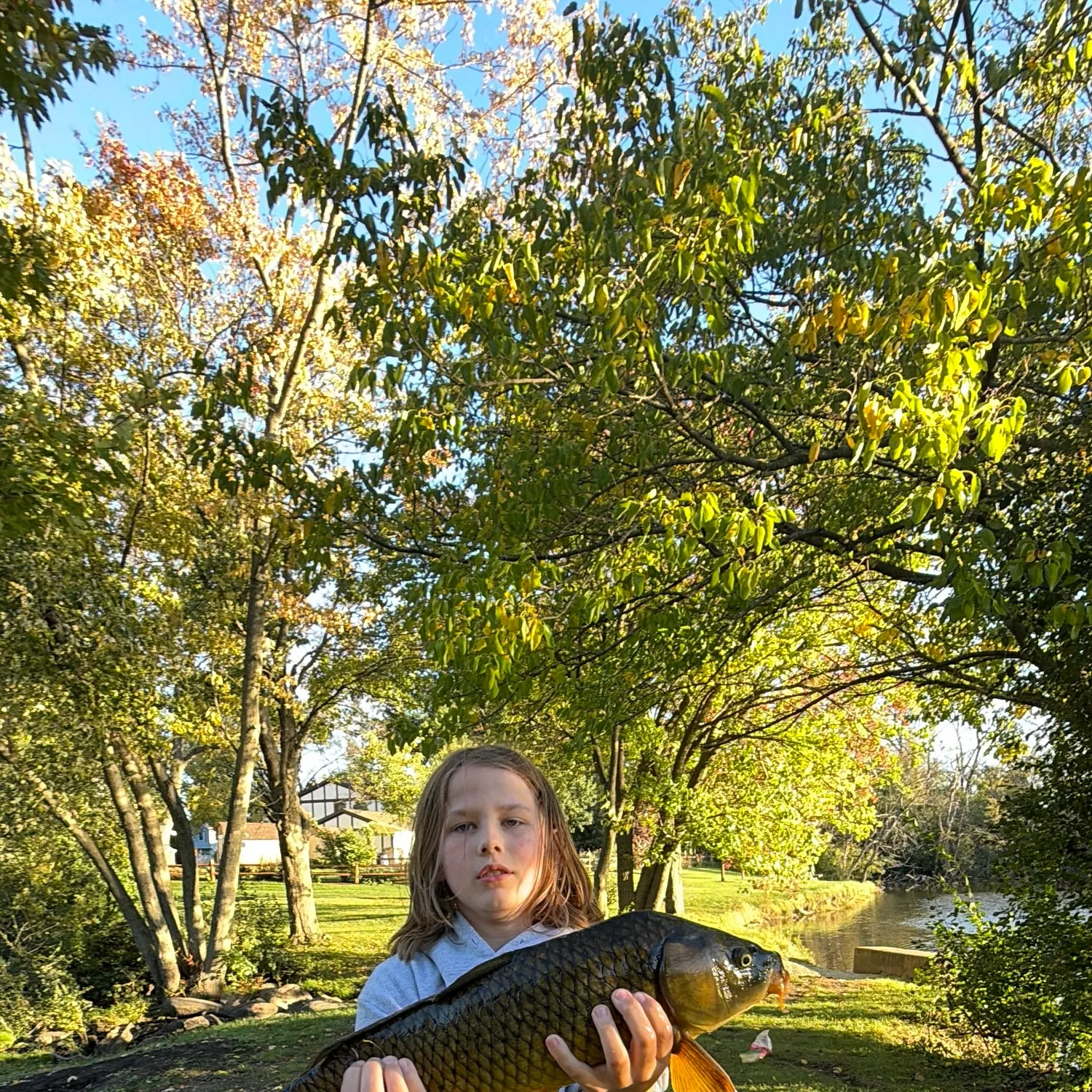 Common carp caught on Fishbrain