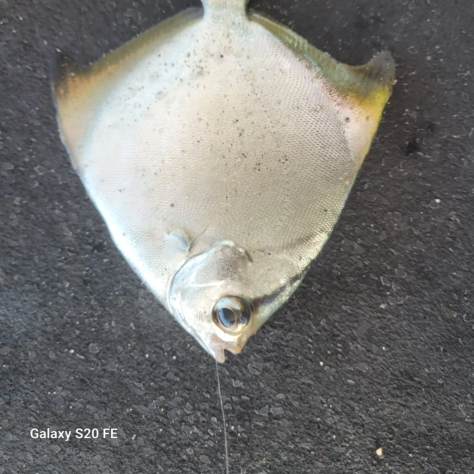 The most recent Silver moony catches on Fishbrain