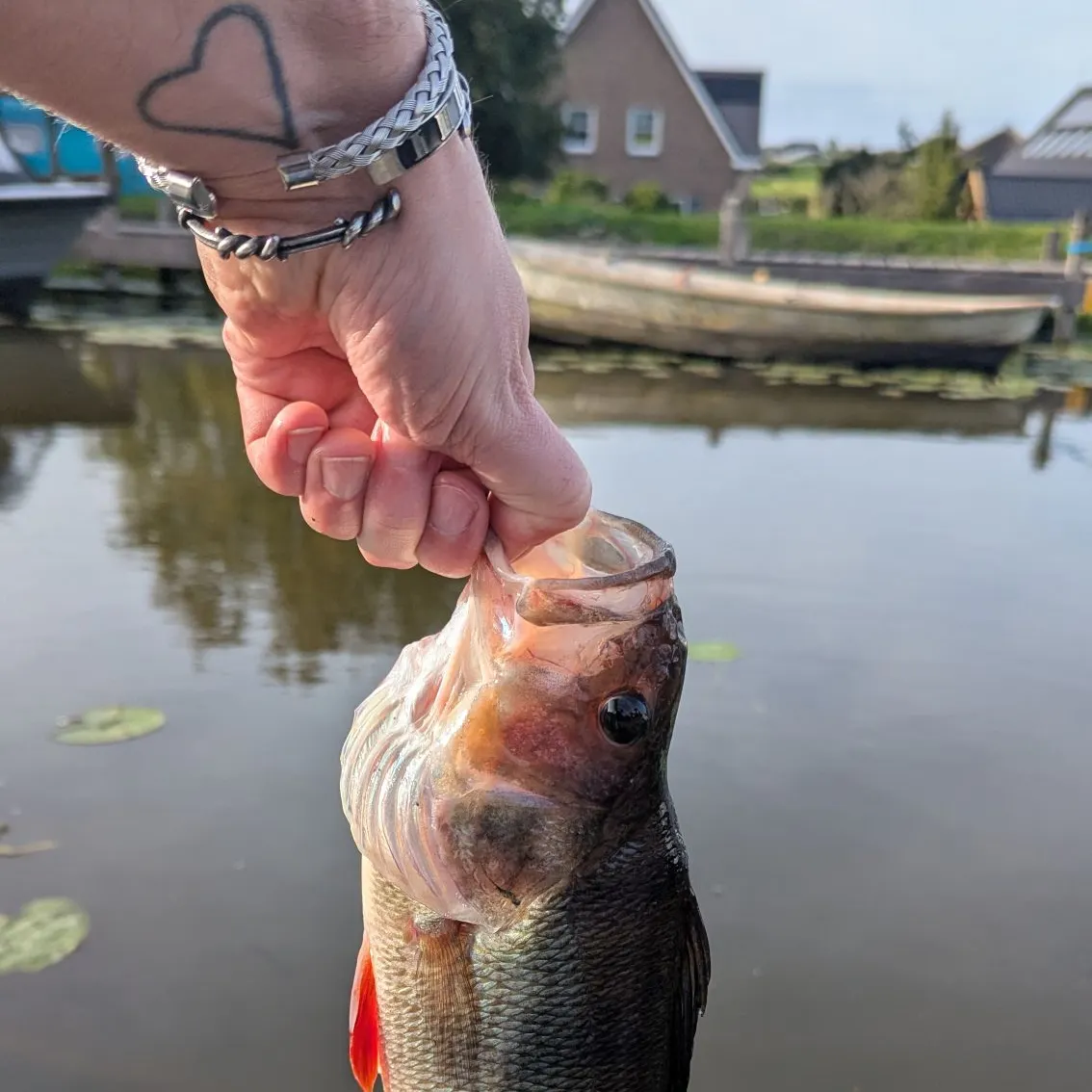 European perch caught on Fishbrain
