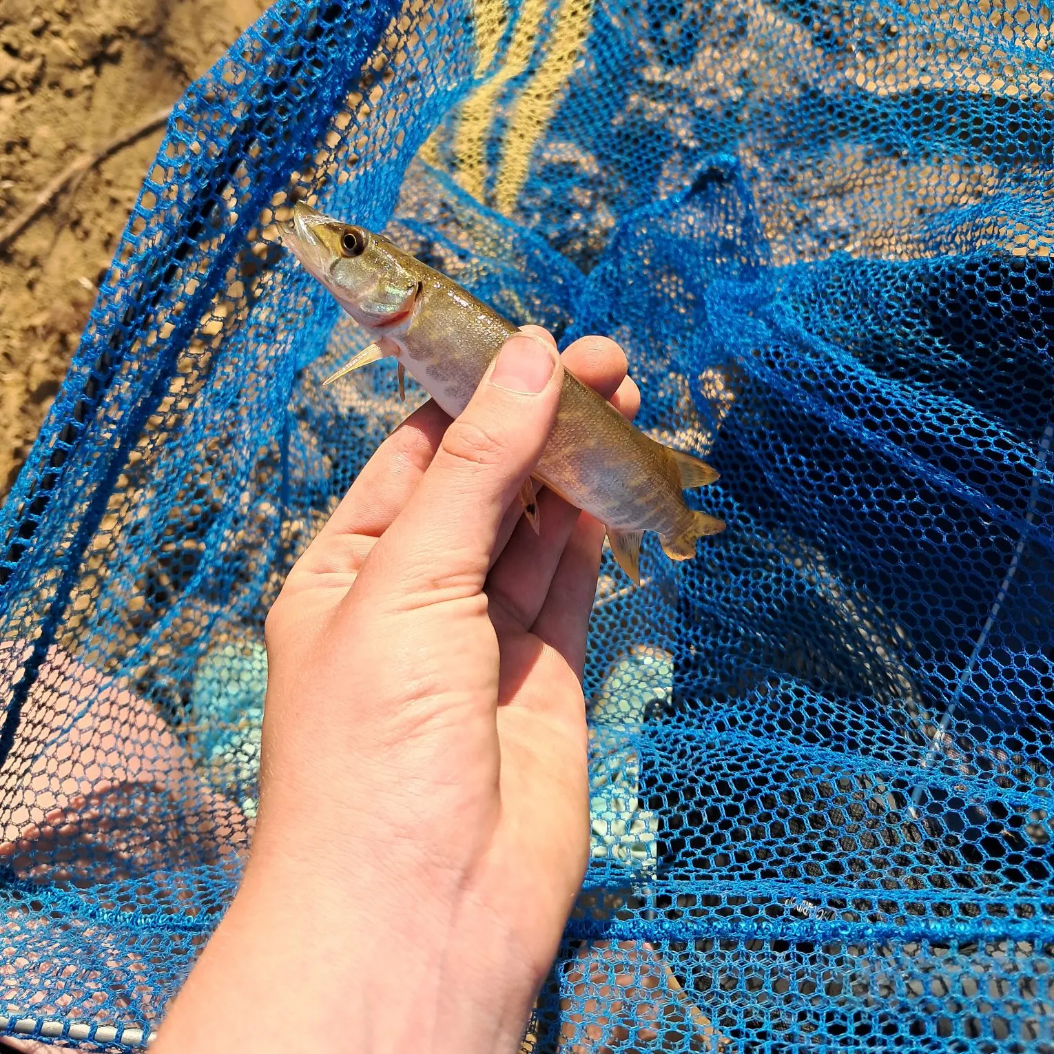 Northern pike caught on Fishbrain