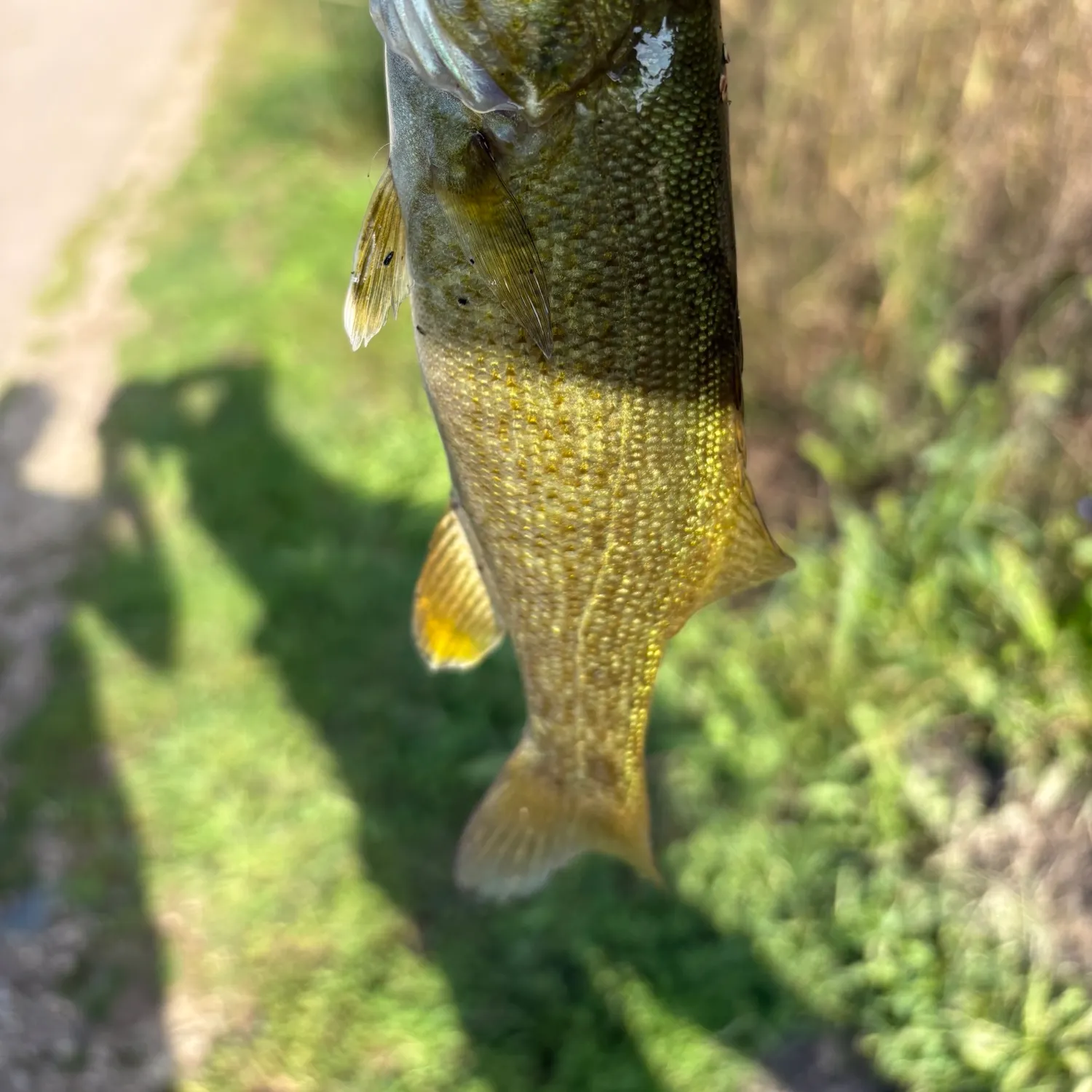 Smallmouth bass caught on Fishbrain