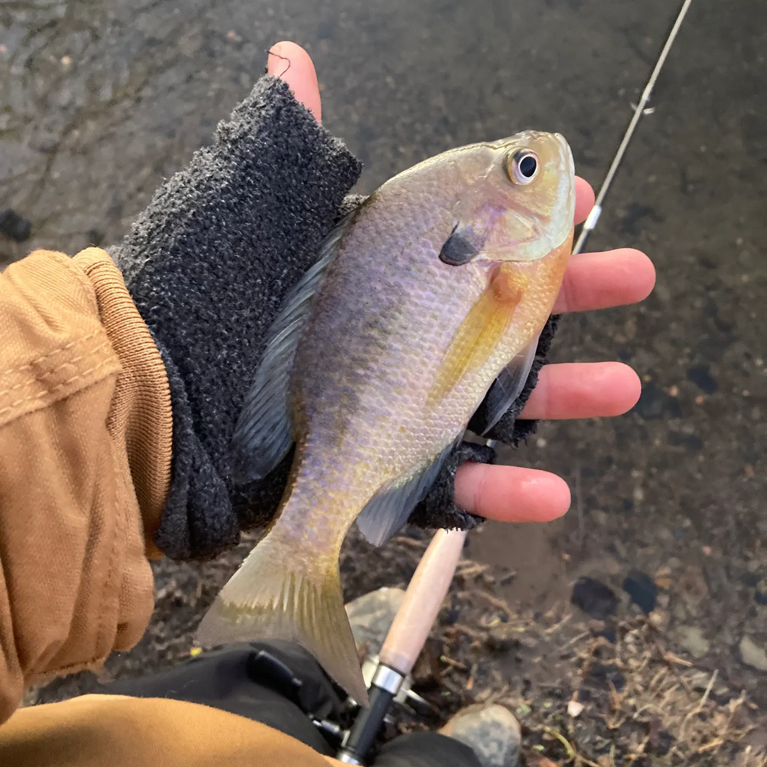 The most recent Bluegill catches on Fishbrain