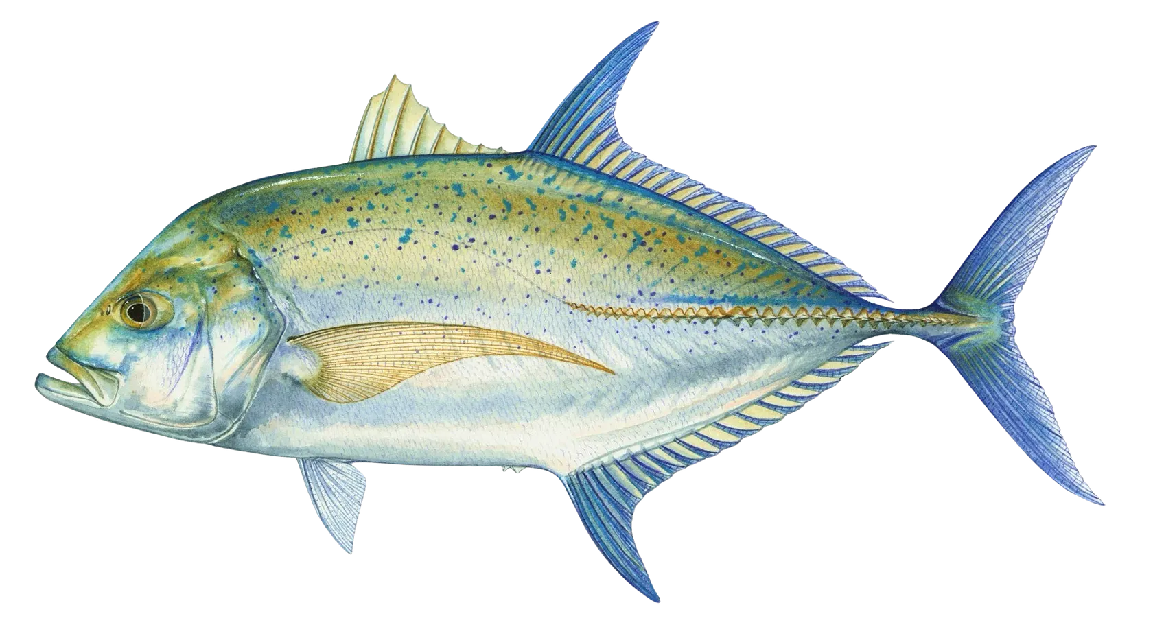 Bluefin trevally