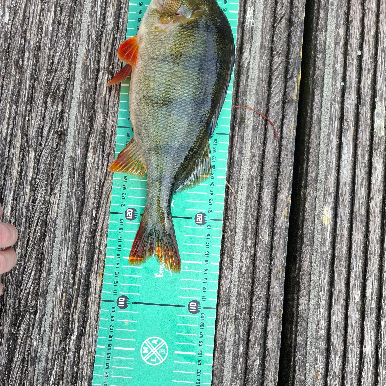 Fish caught on Fishbrain