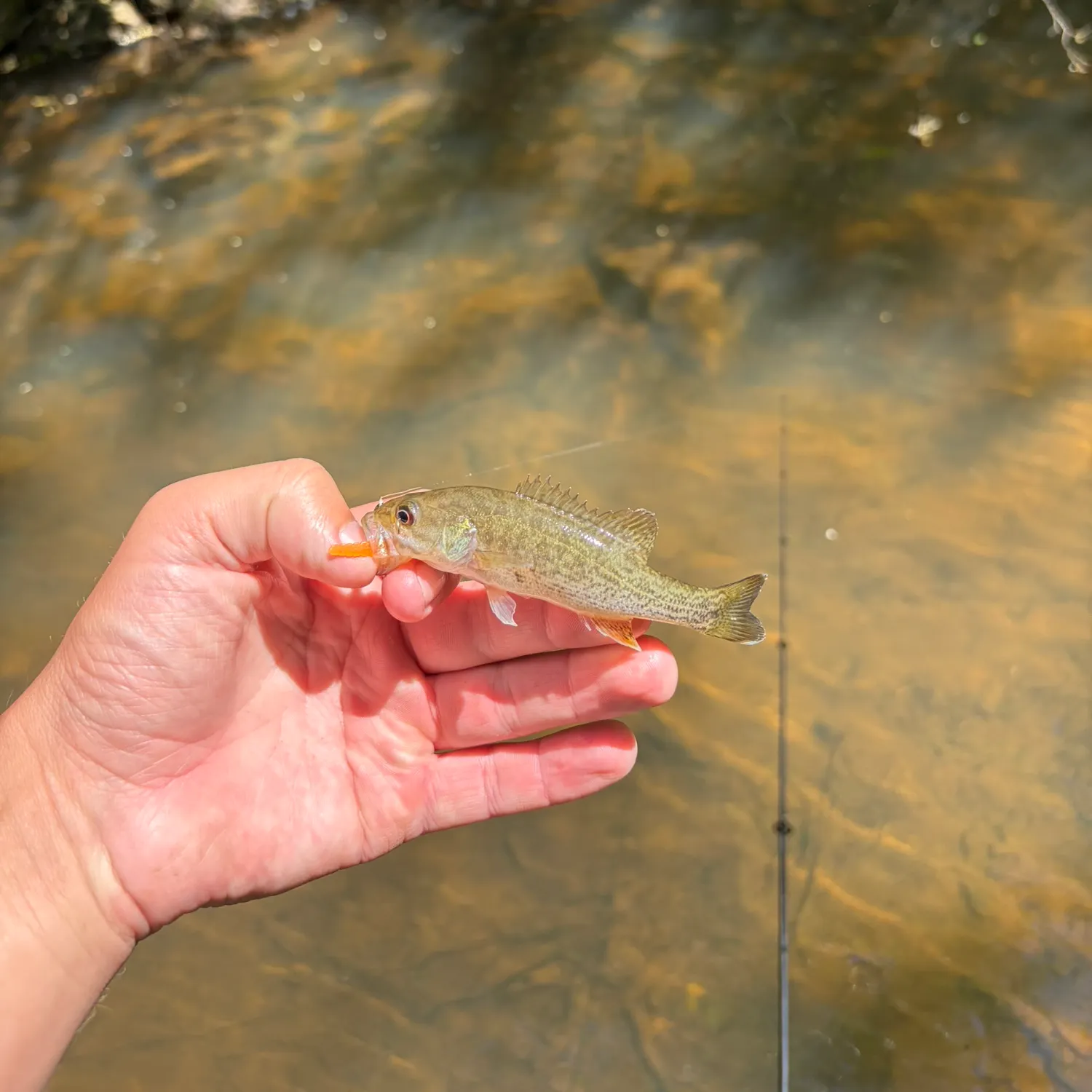 The most recent Bartram's bass catches on Fishbrain