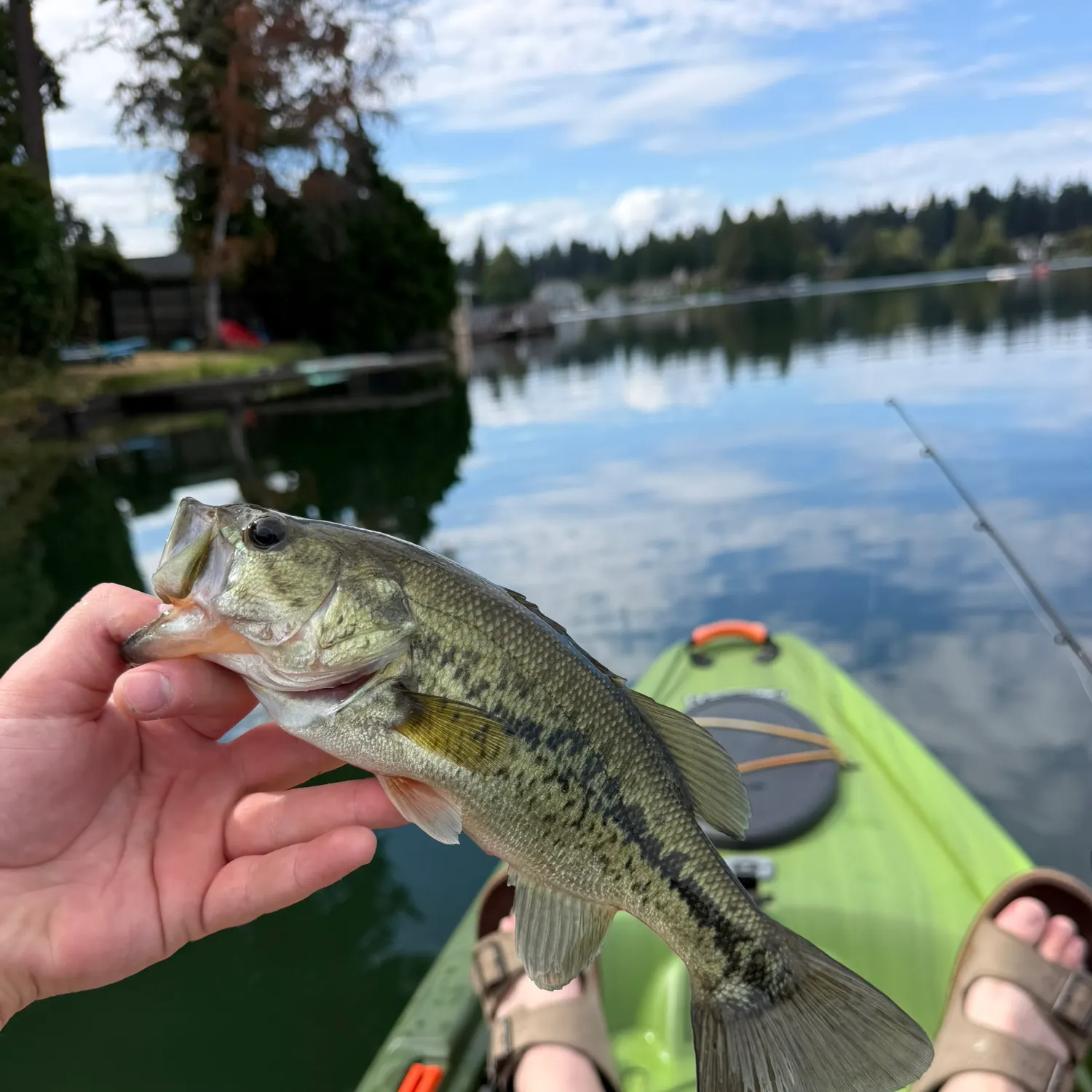 Largemouth bass caught on Fishbrain