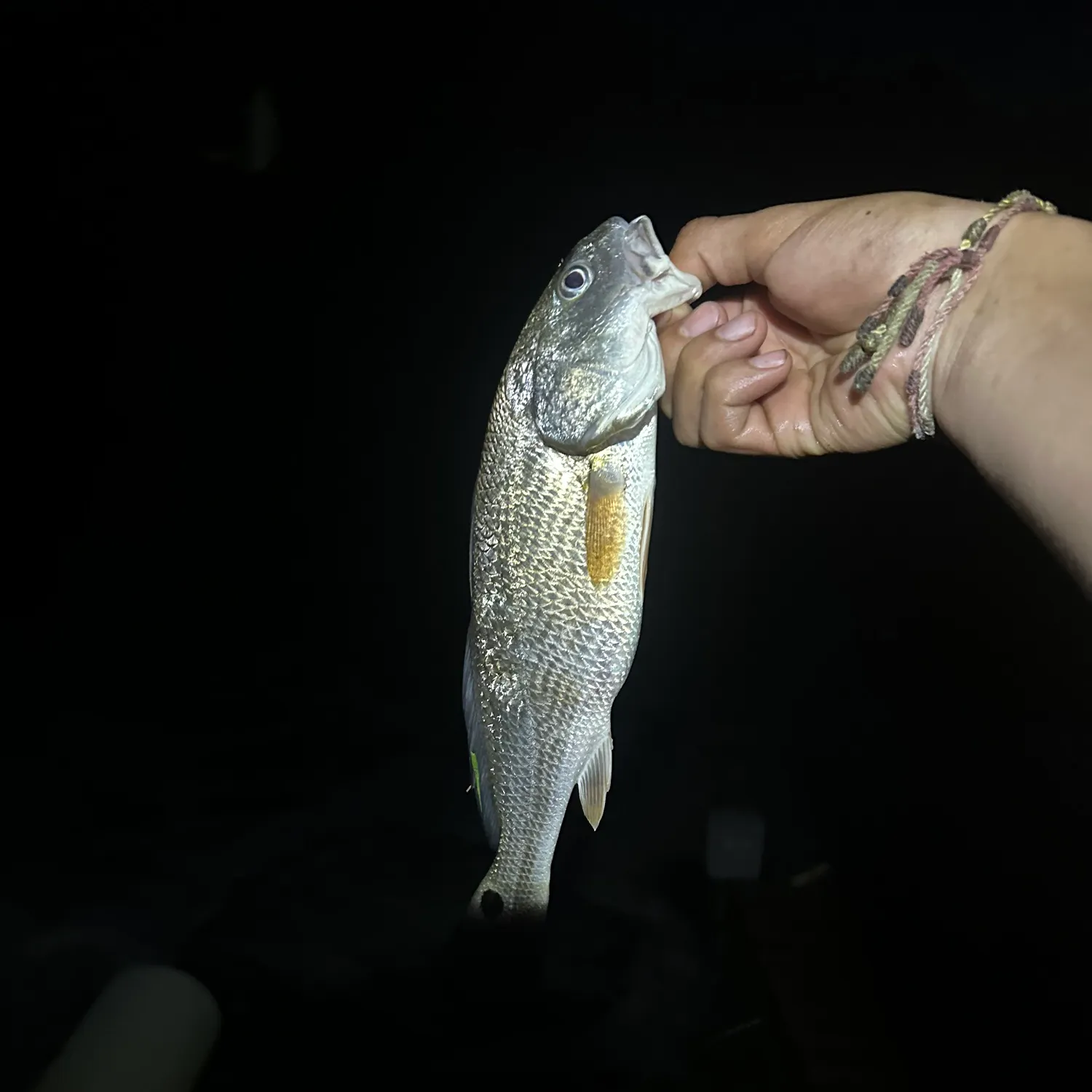 Red drum caught on Fishbrain
