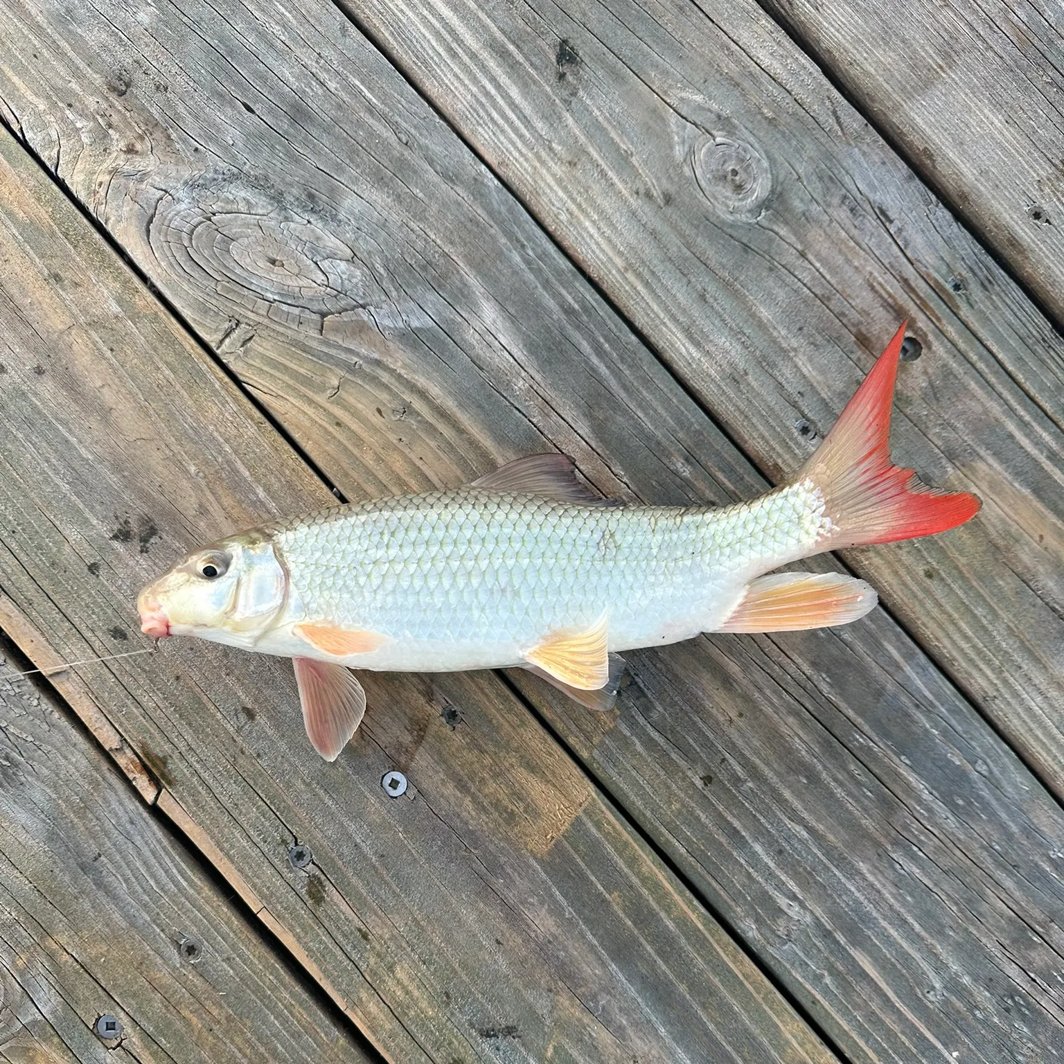 The most recent Shorthead redhorse catches on Fishbrain