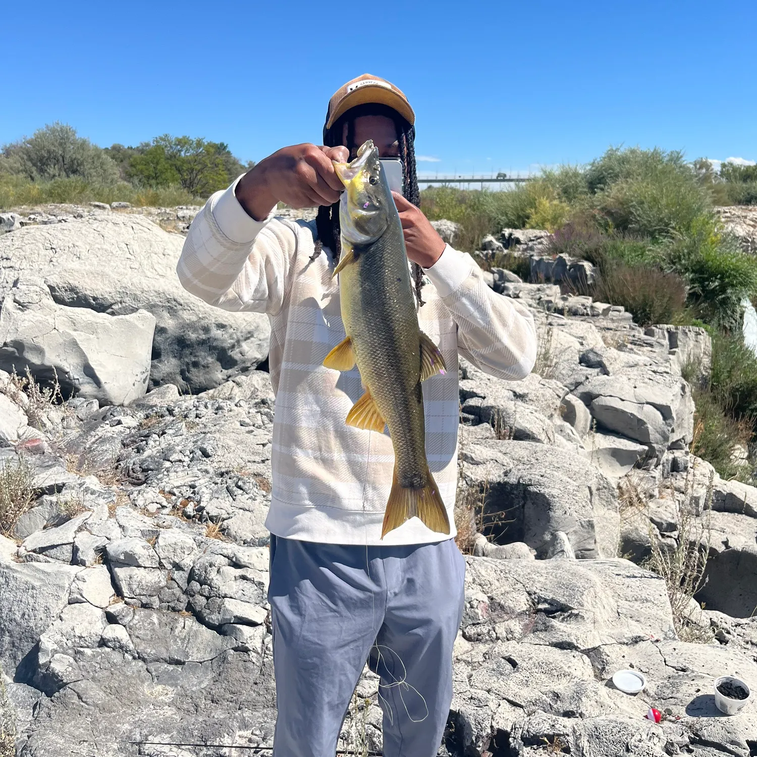 Northern pikeminnow caught on Fishbrain