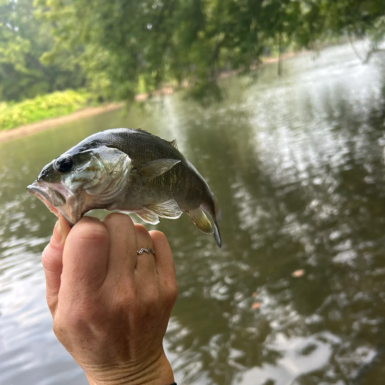 Smallmouth bass caught on Fishbrain