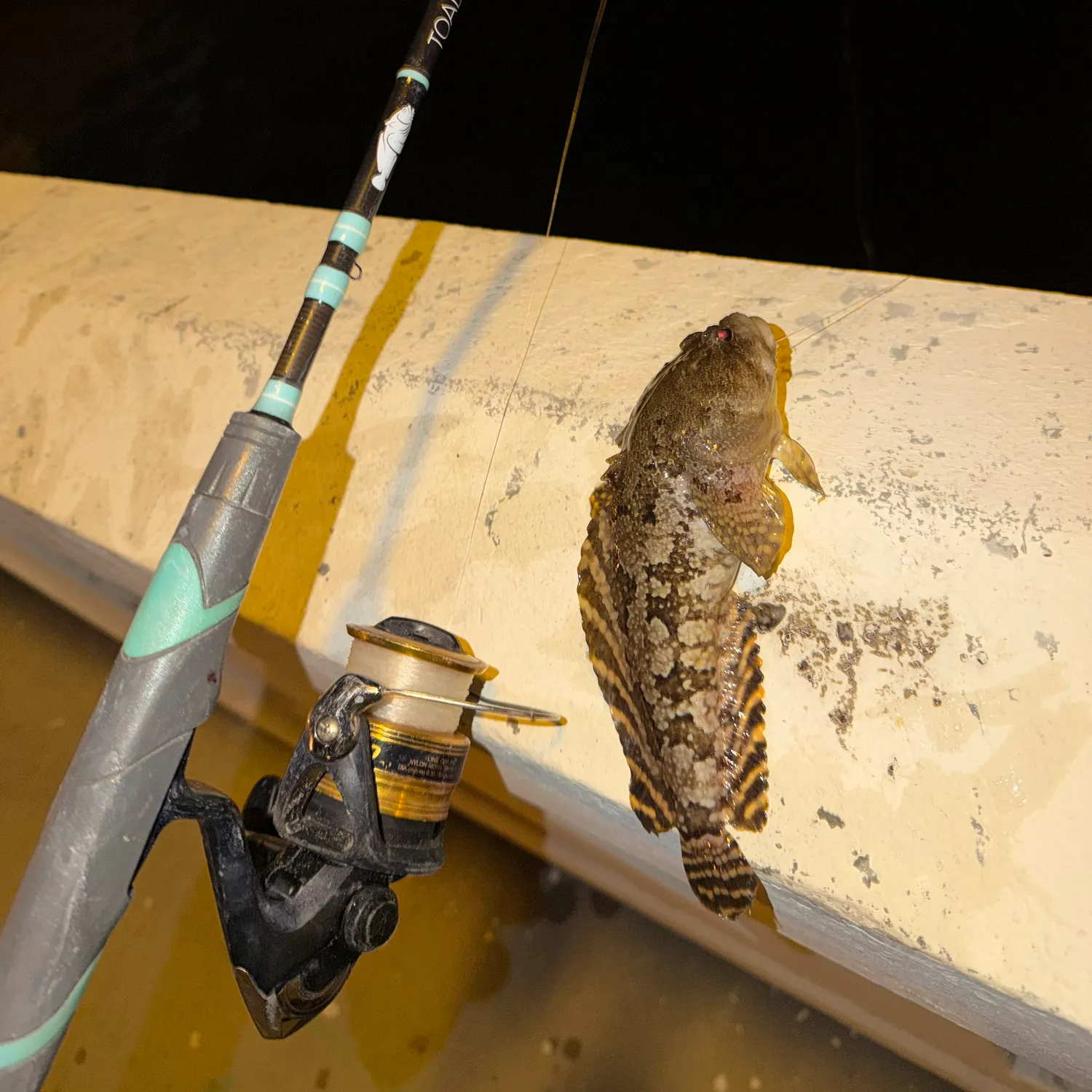 The most recent Oyster toadfish catches on Fishbrain