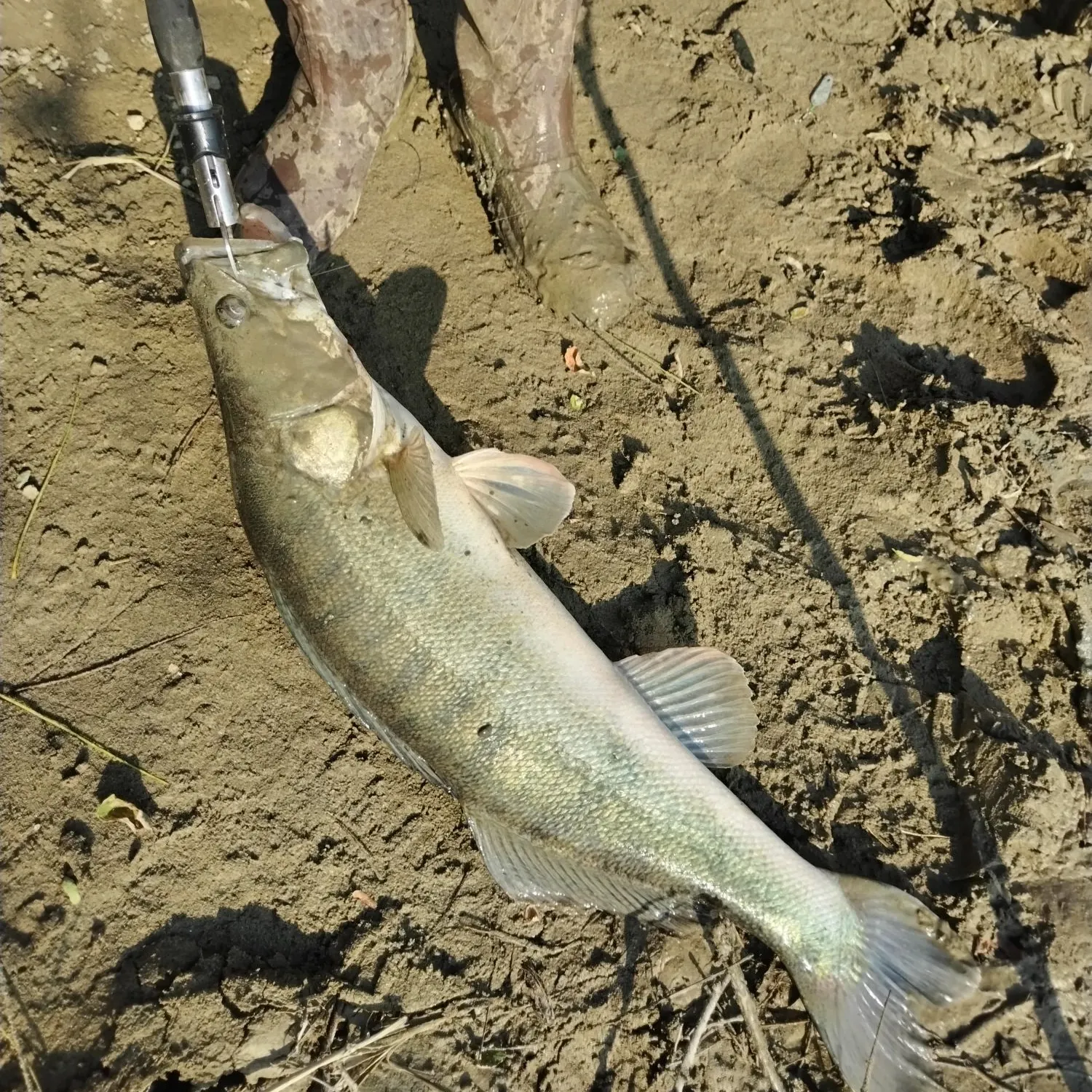 The most recent Zander catches on Fishbrain