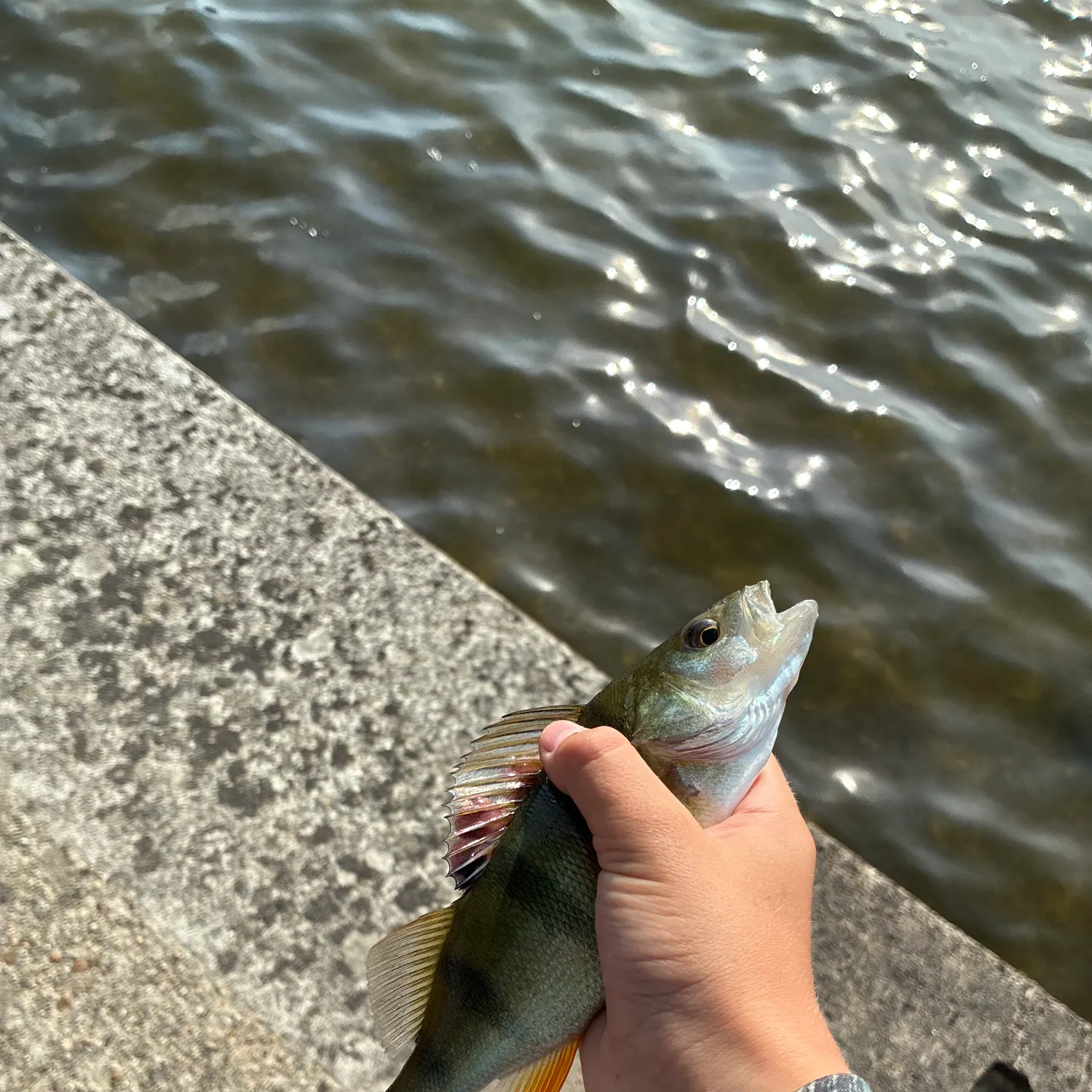 European perch caught on Fishbrain