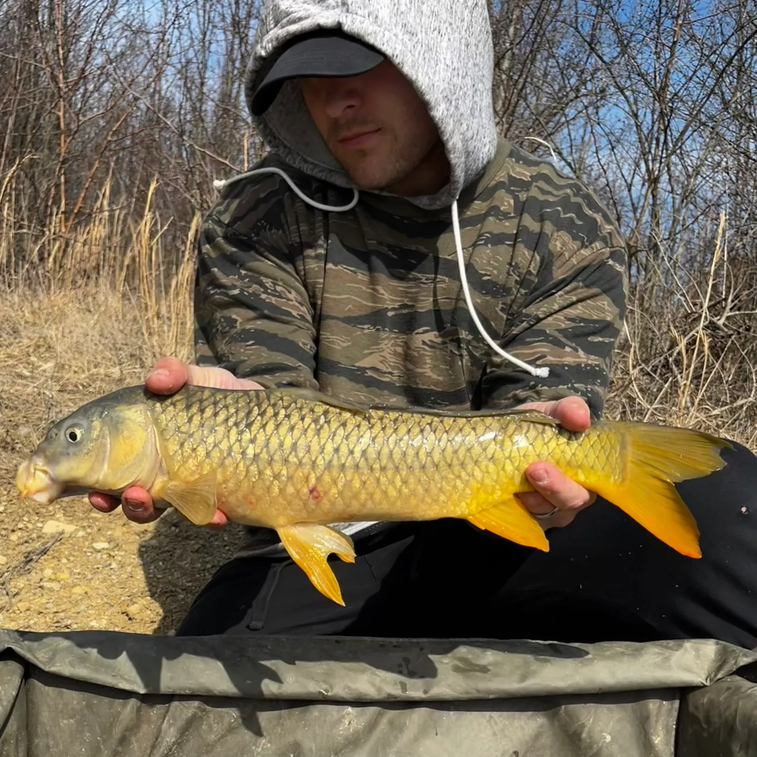 Common carp caught on Fishbrain