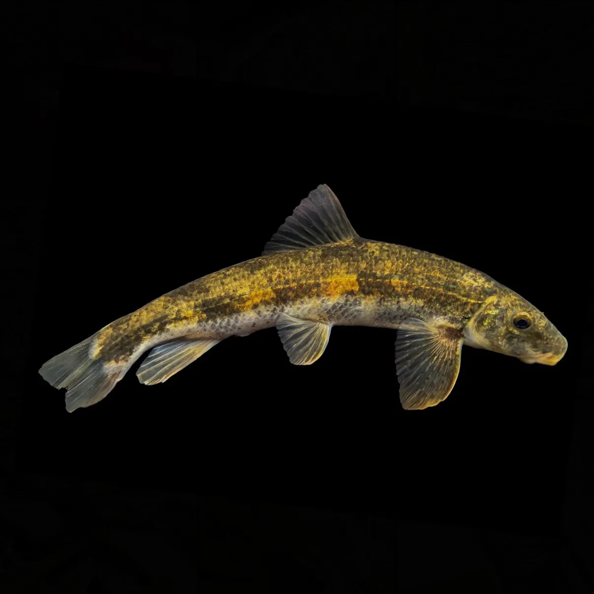 The most recent Torrent sucker catches on Fishbrain