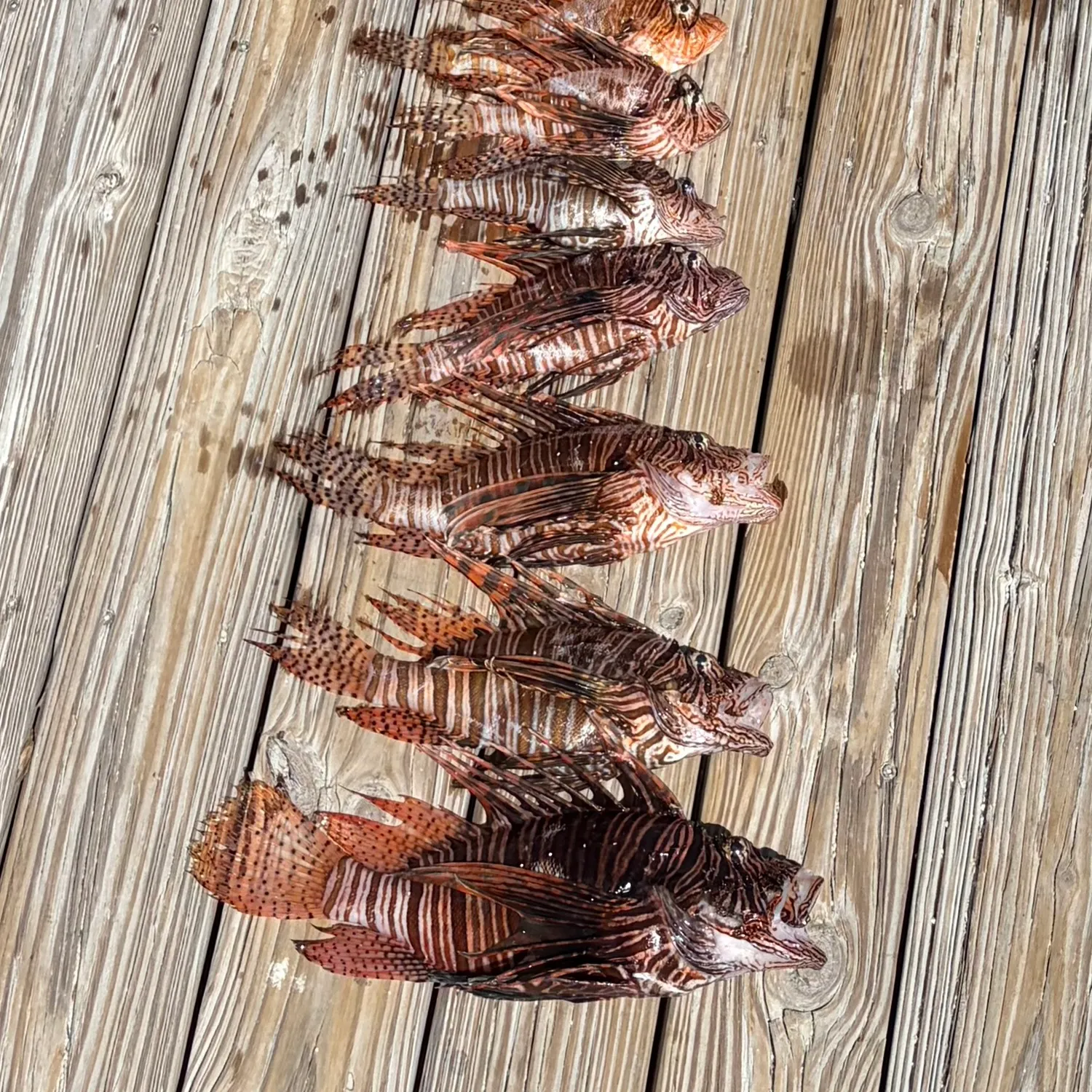 The most recent Red lionfish catches on Fishbrain