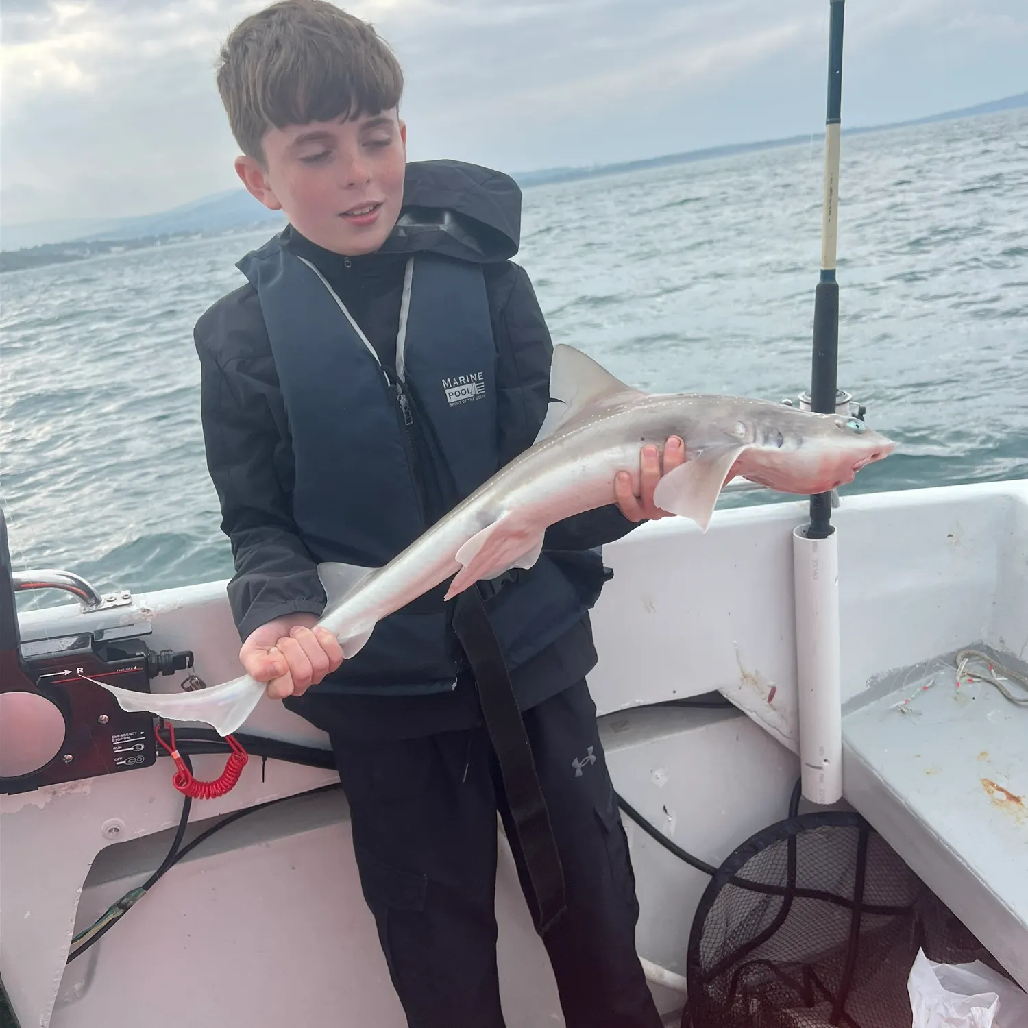 The most recent Starry smooth-hound catches on Fishbrain