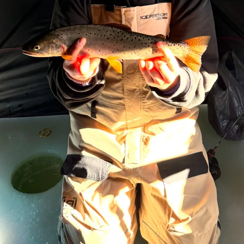 The most recent Bear Lake cutthroat trout catches on Fishbrain