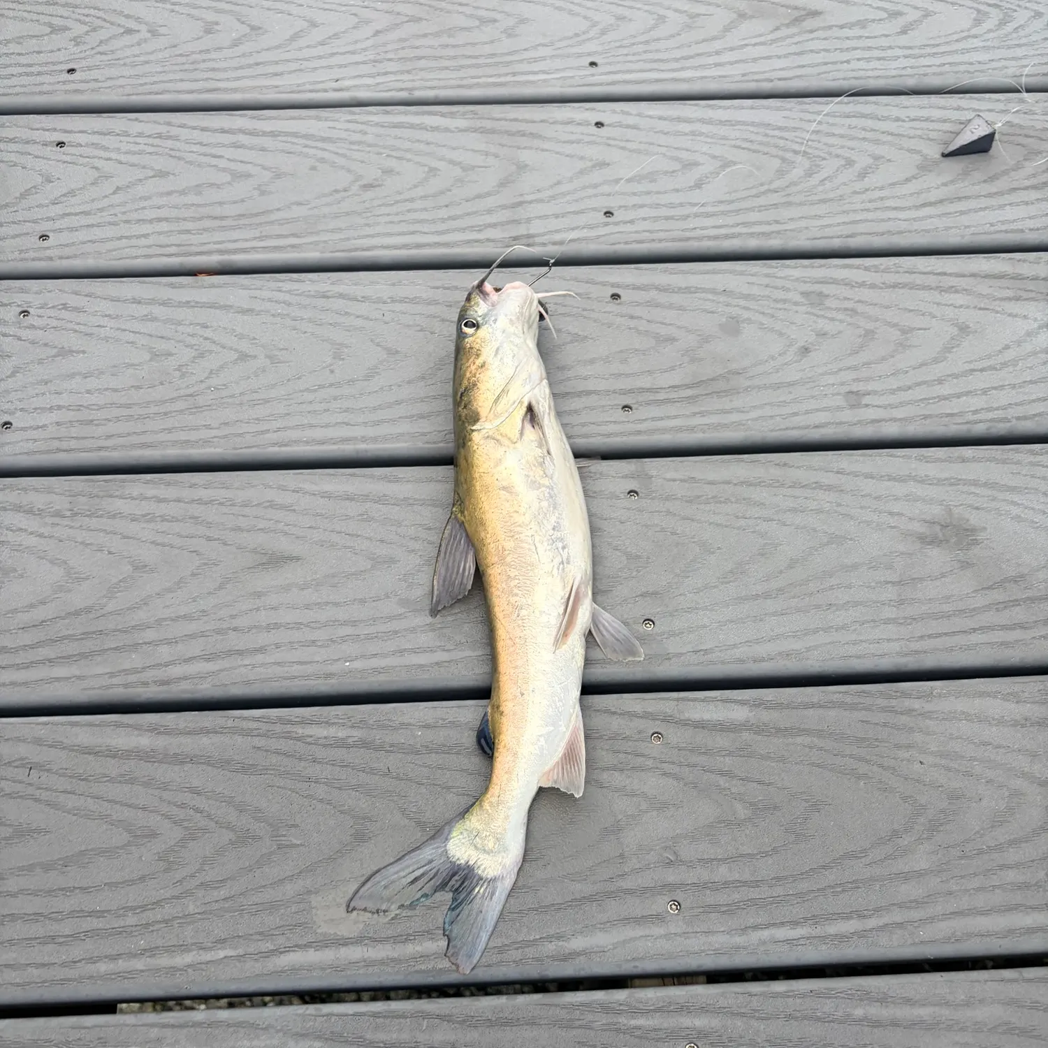 The most recent Hardhead sea catfish catches on Fishbrain