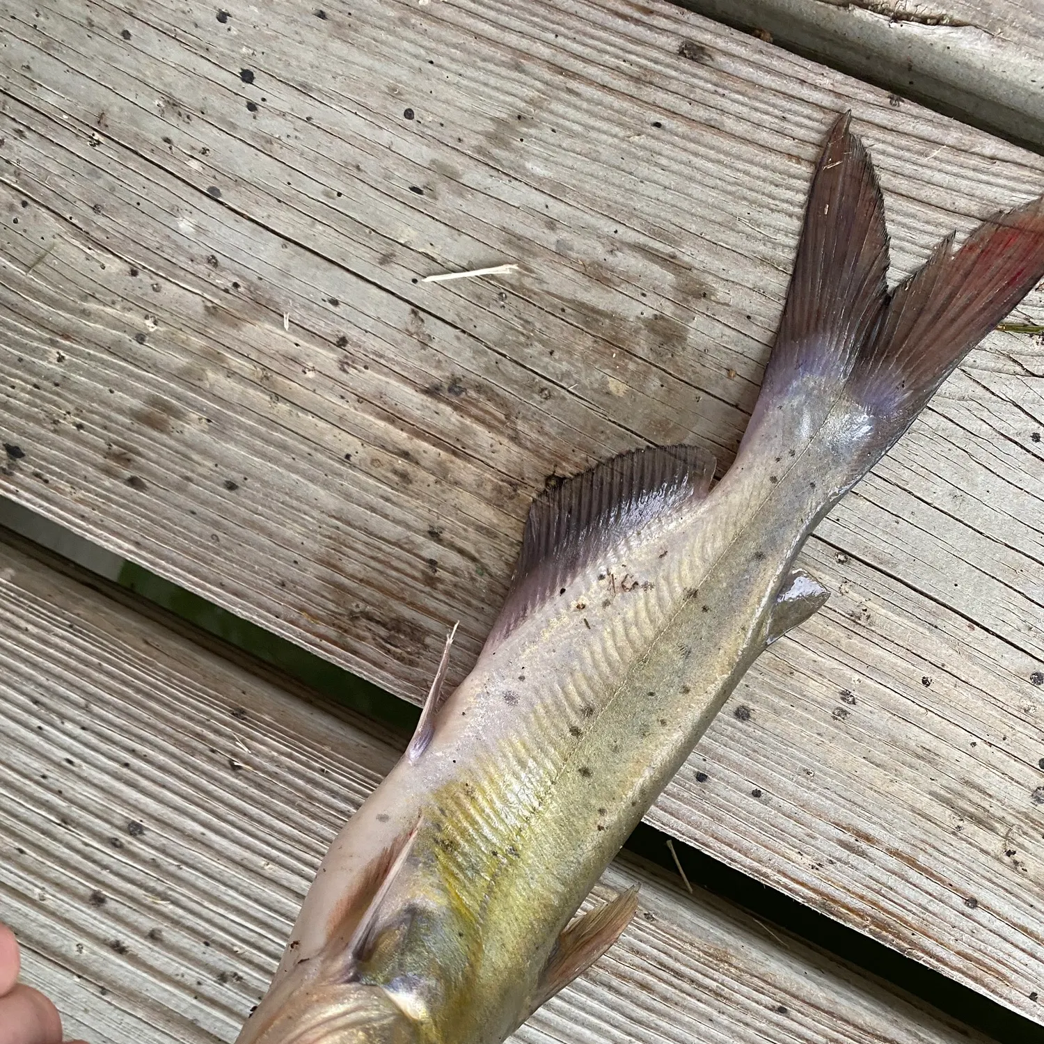 Channel catfish caught on Fishbrain