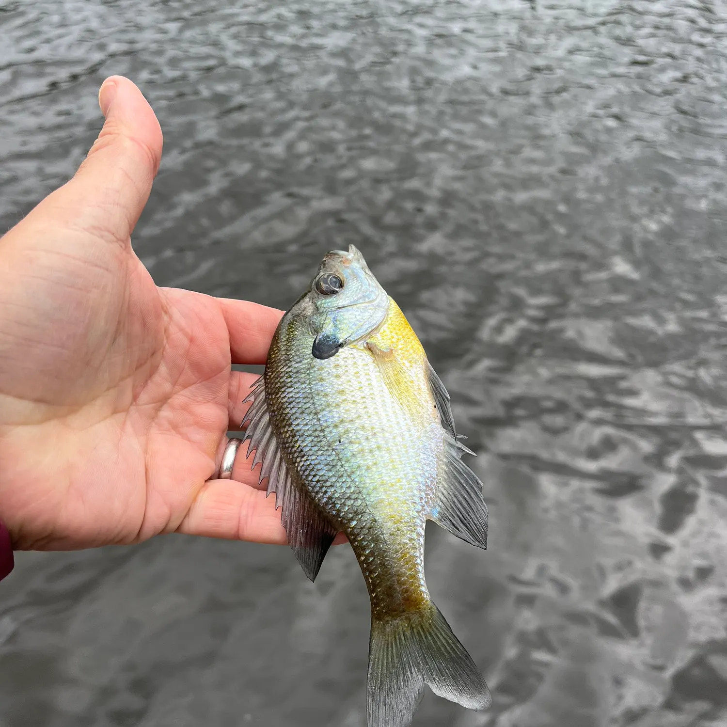 Bluegill caught on Fishbrain