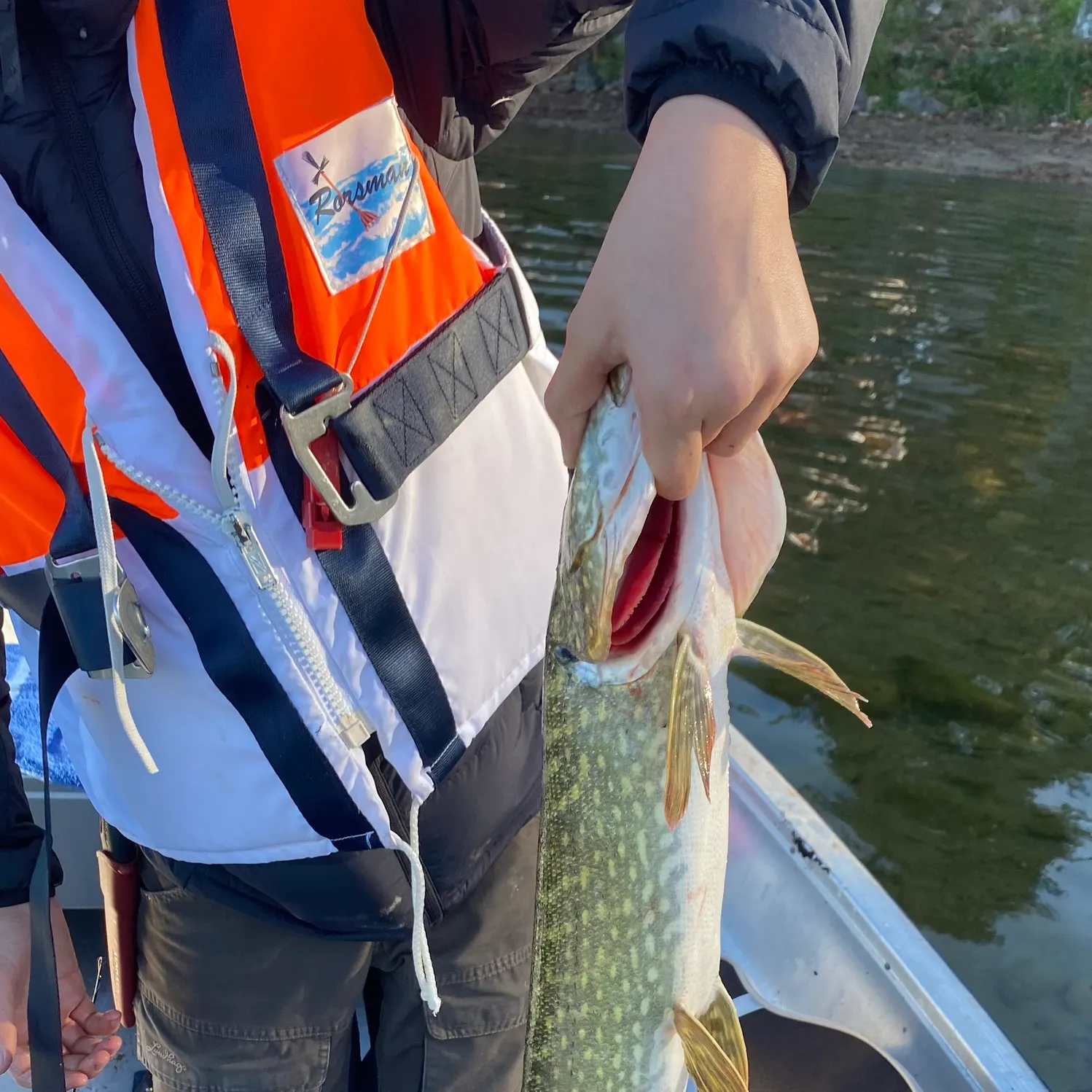 Northern pike caught on Fishbrain