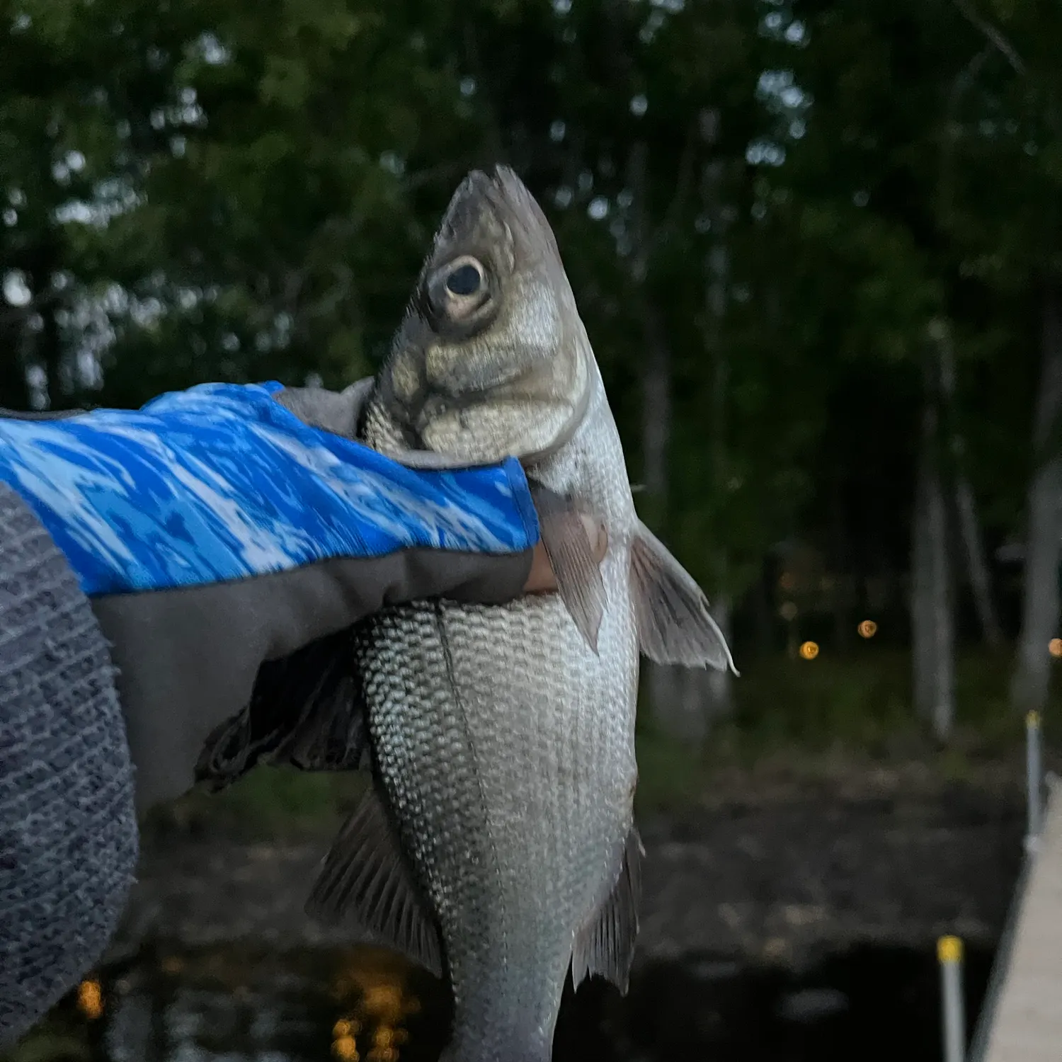 White perch caught on Fishbrain