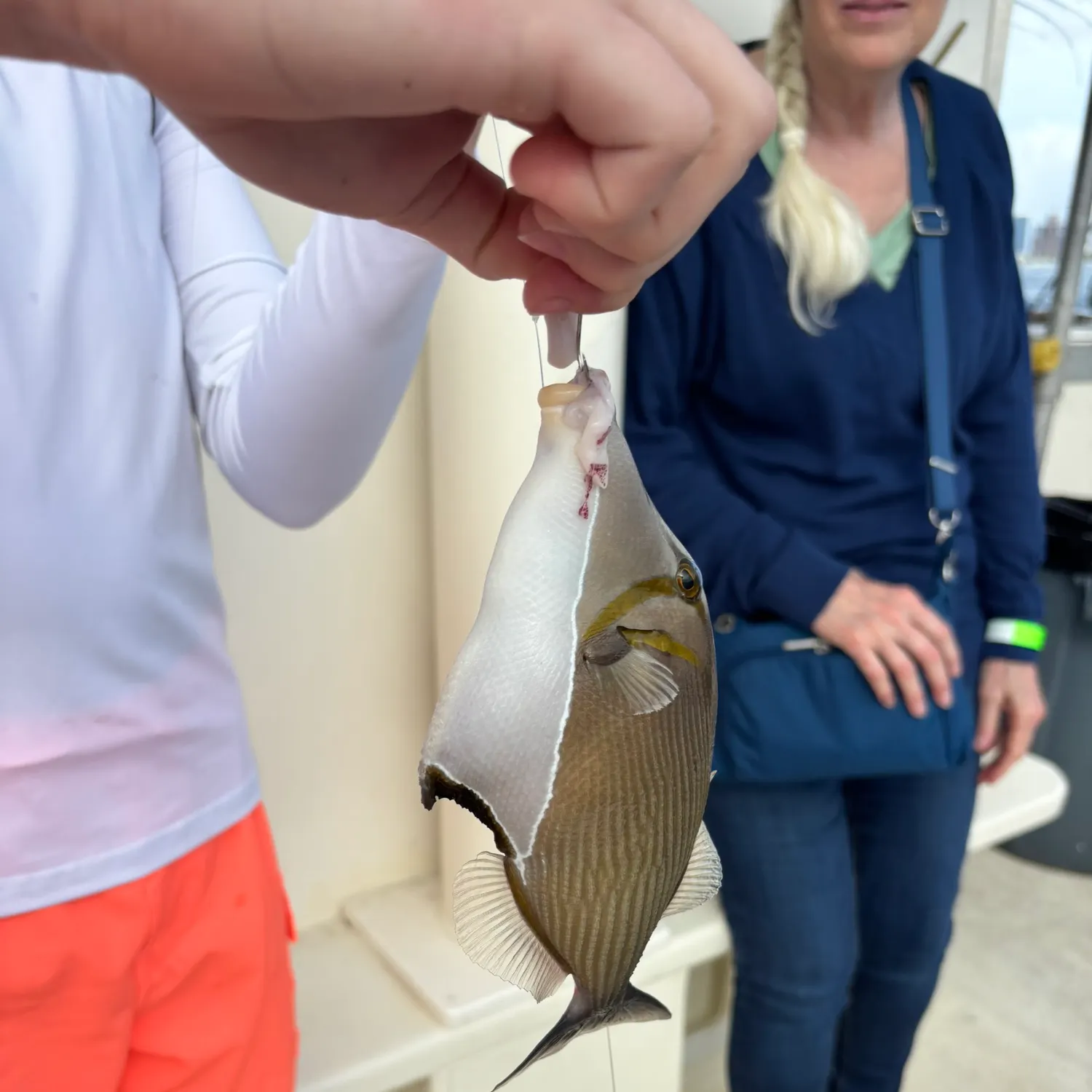 The most recent Wedge-tail triggerfish catches on Fishbrain