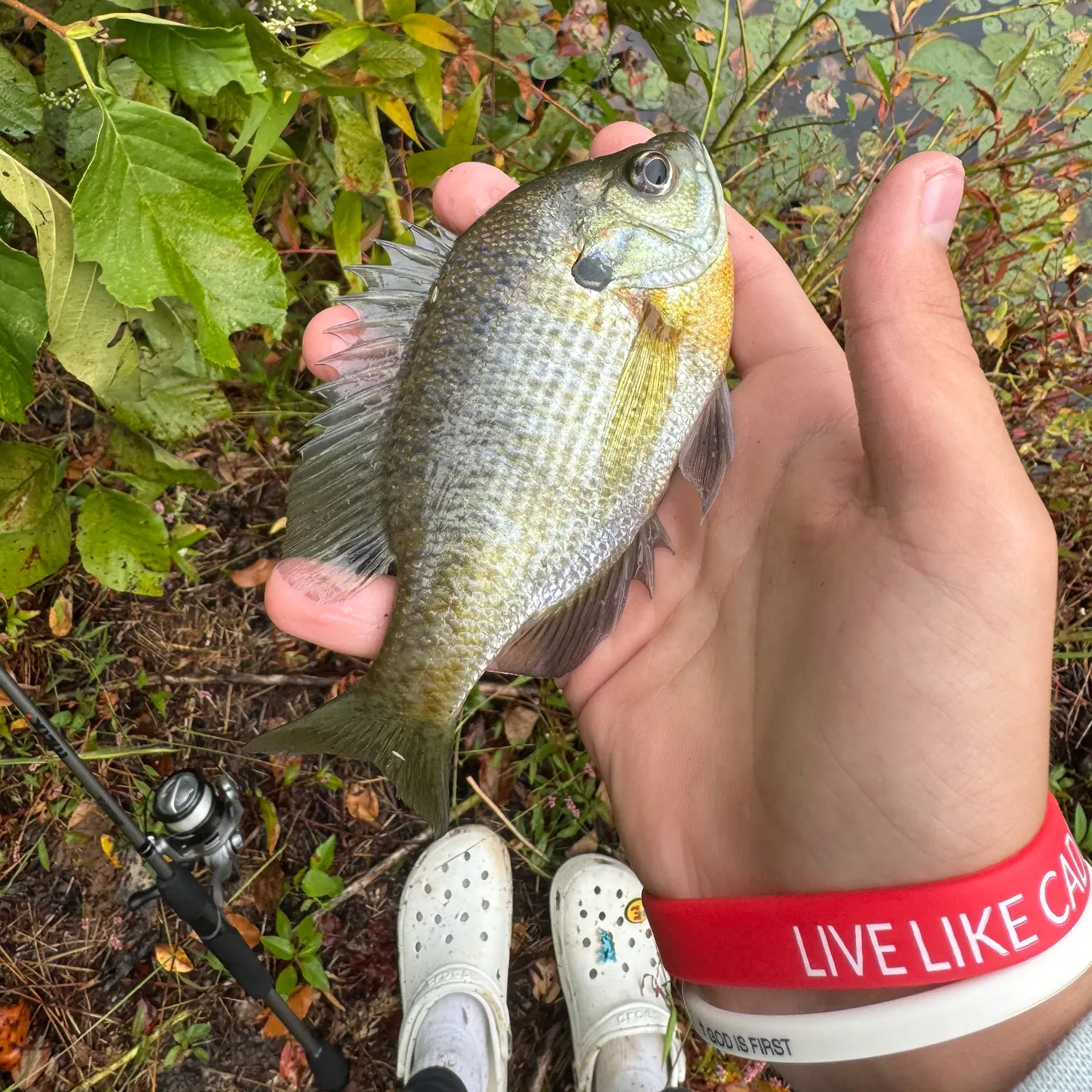 Bluegill caught on Fishbrain