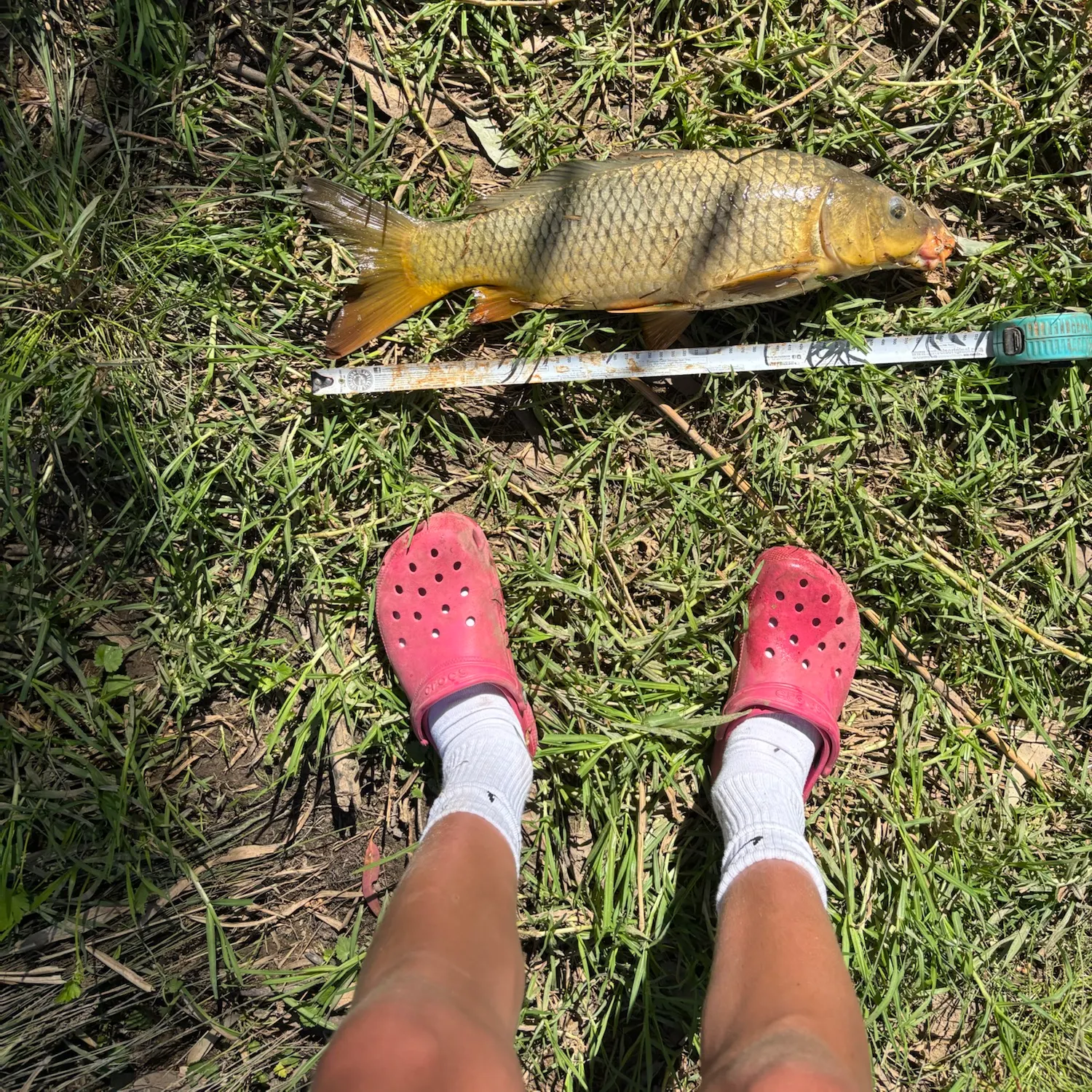 Common carp caught on Fishbrain