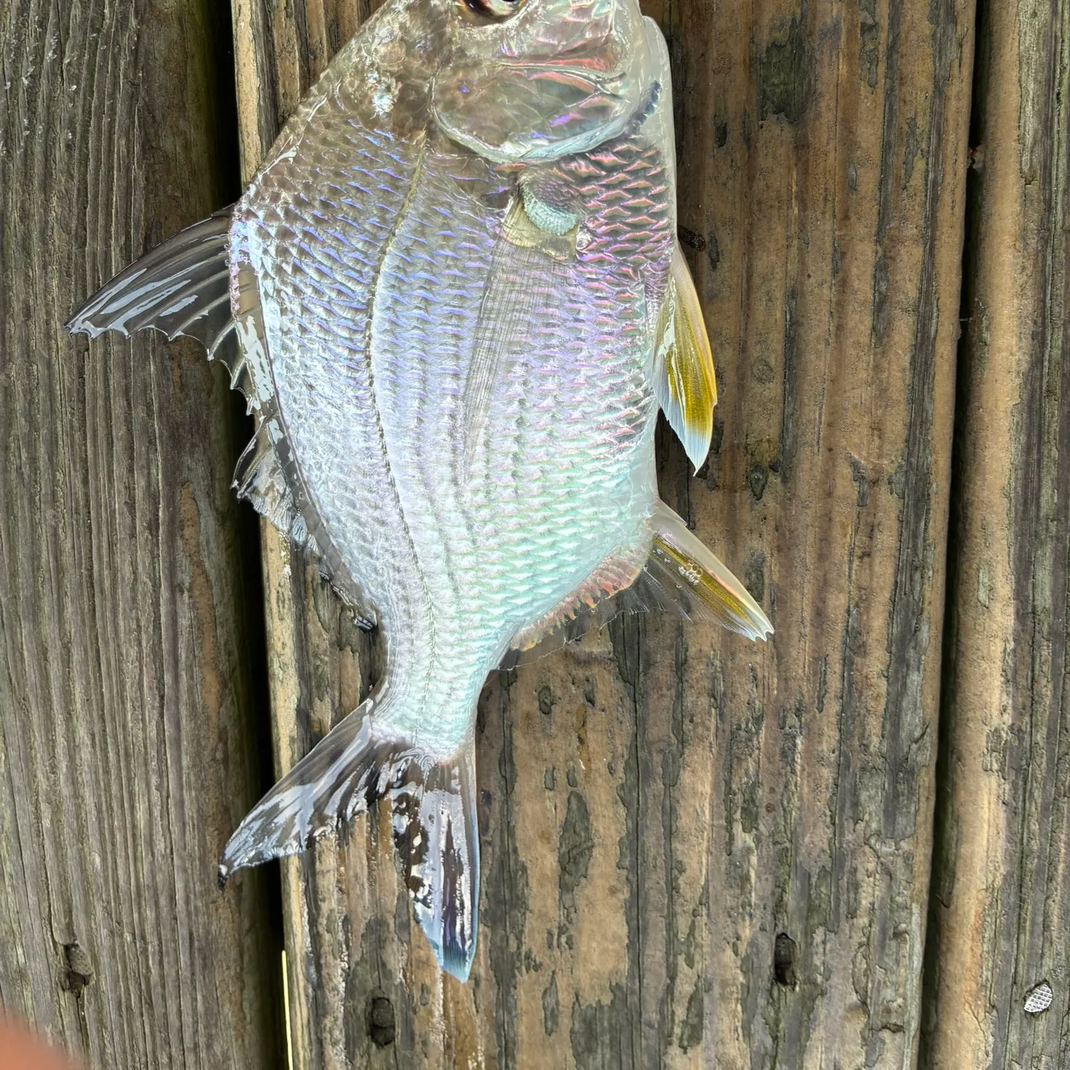 The most recent Irish mojarra catches on Fishbrain