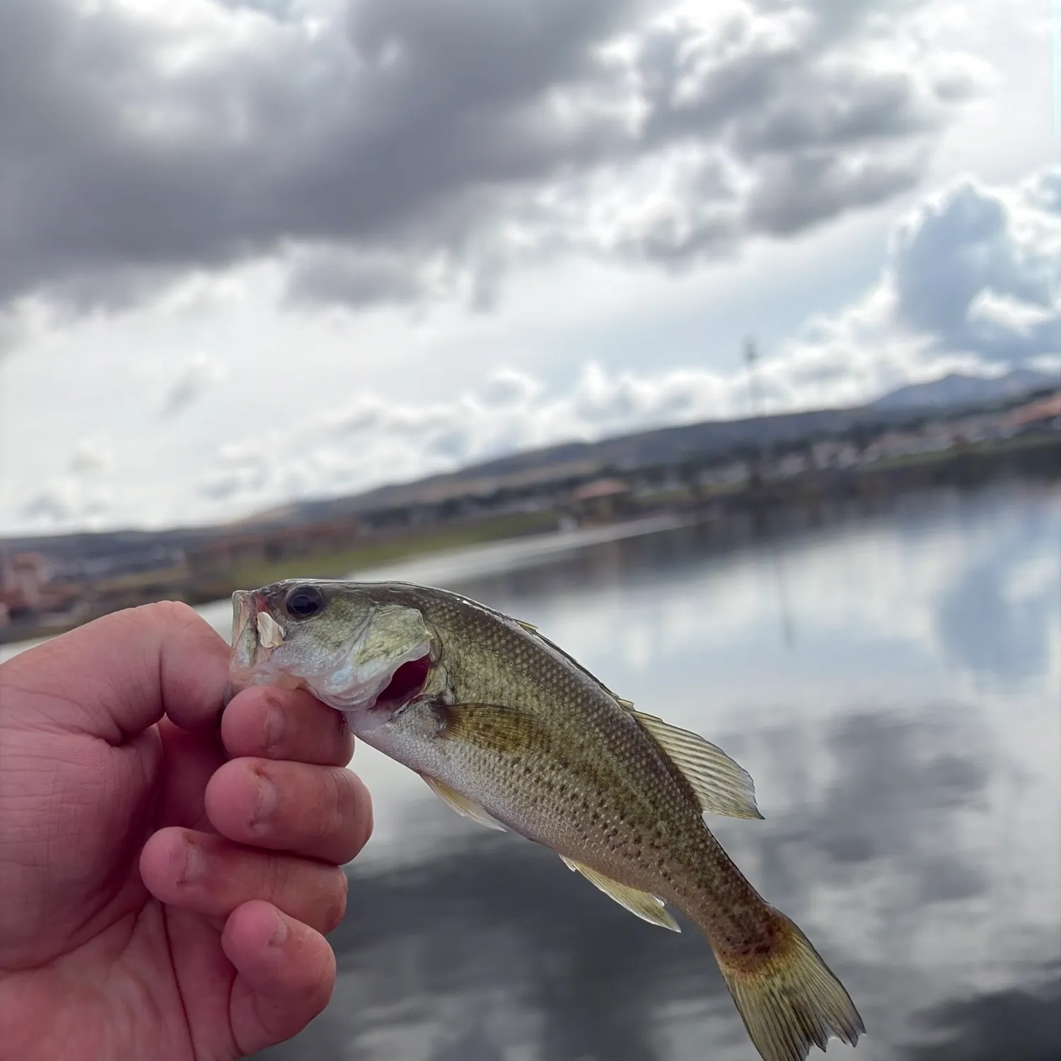 The most recent Largemouth bass catches on Fishbrain