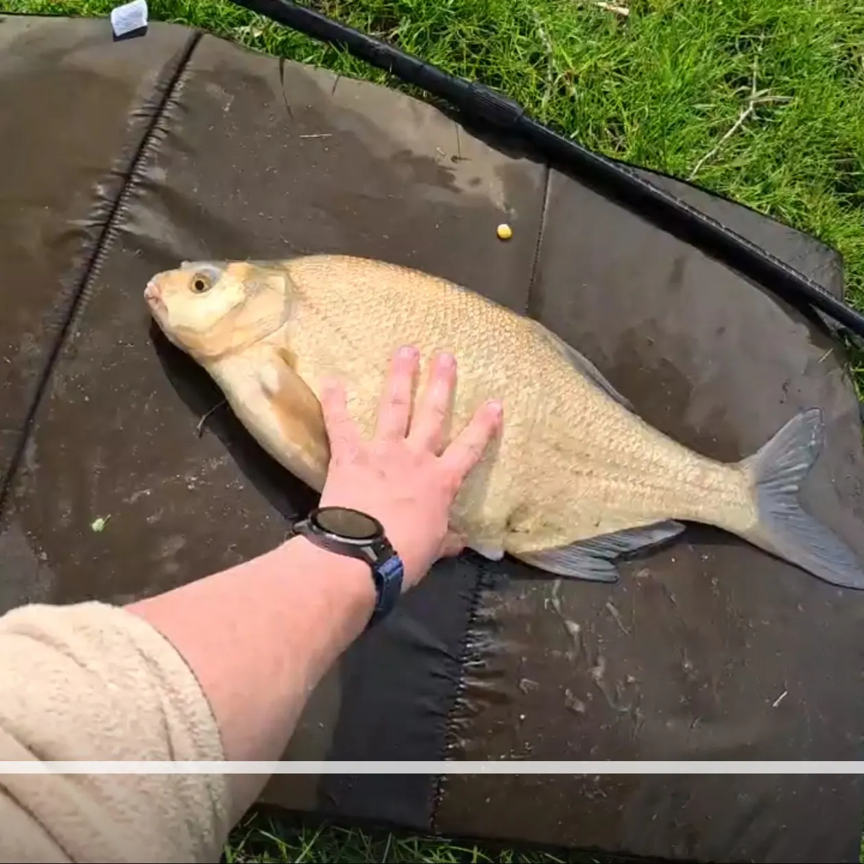 Common bream caught on Fishbrain