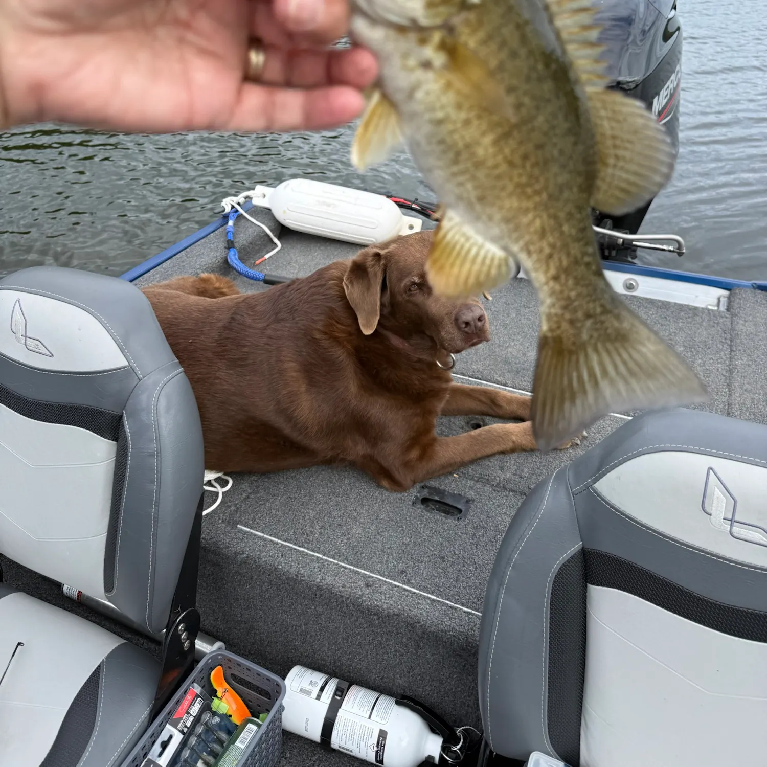 Smallmouth bass caught on Fishbrain