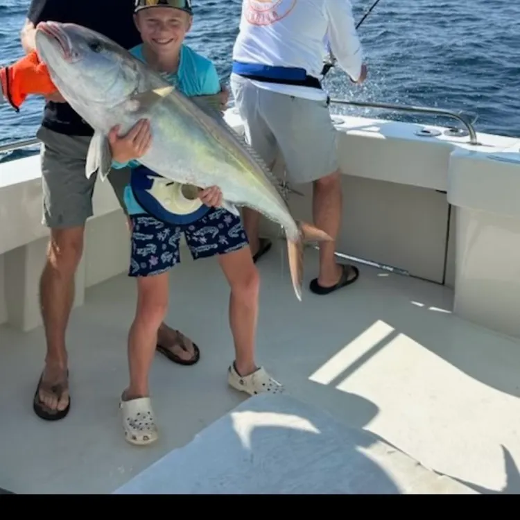The most recent Greater amberjack catches on Fishbrain