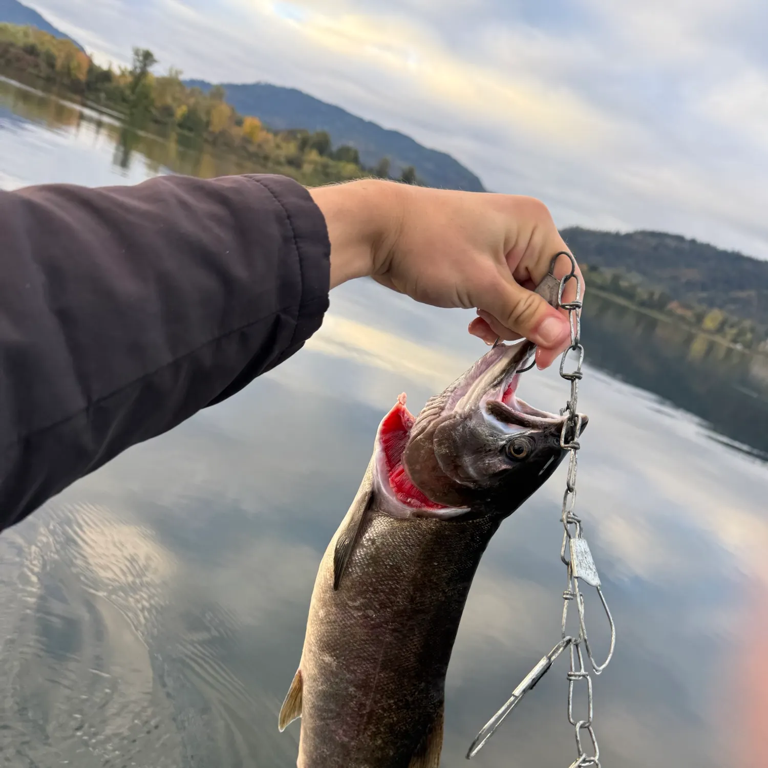 The most recent Coho salmon catches on Fishbrain