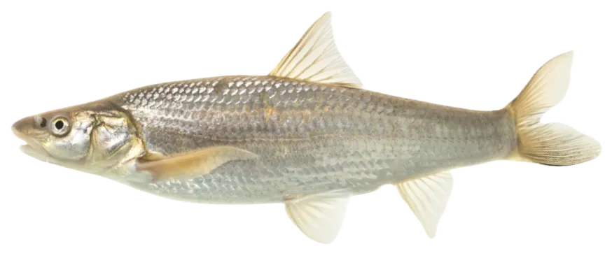 Flathead chub