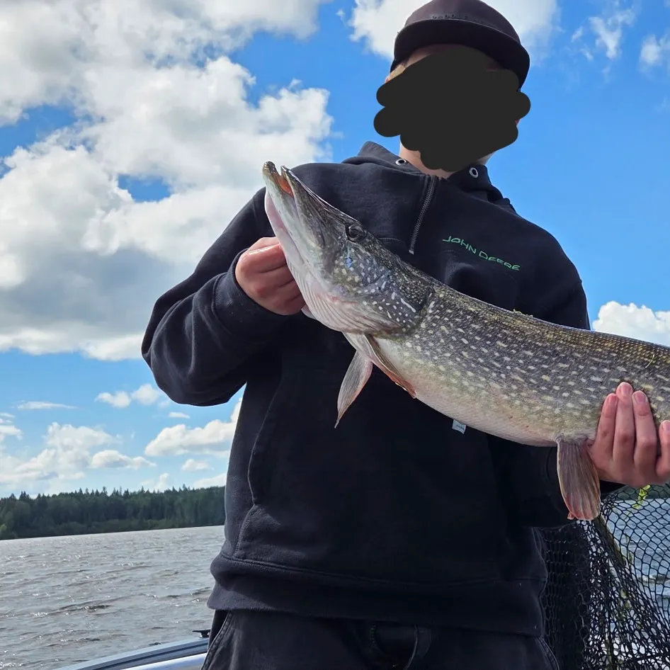 Northern pike caught on Fishbrain