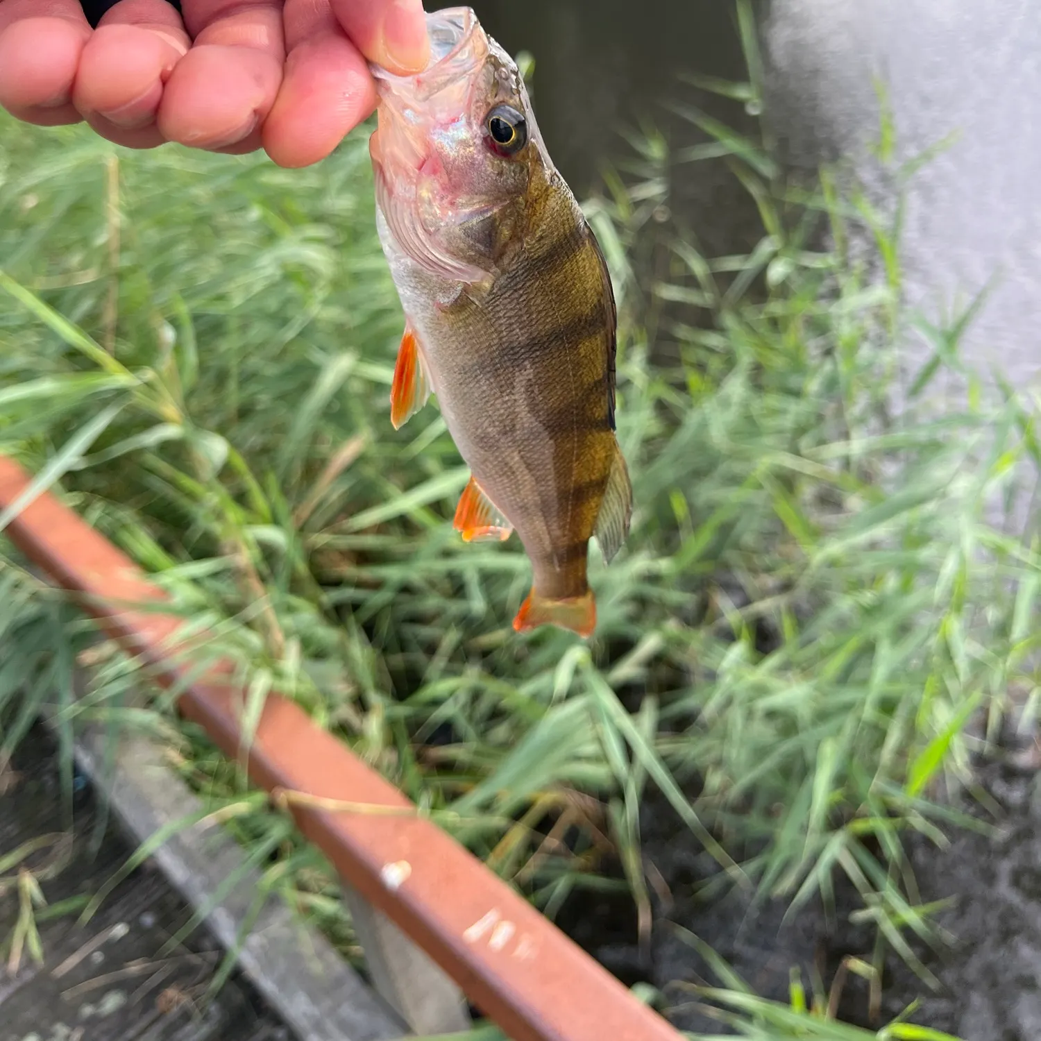 European perch caught on Fishbrain