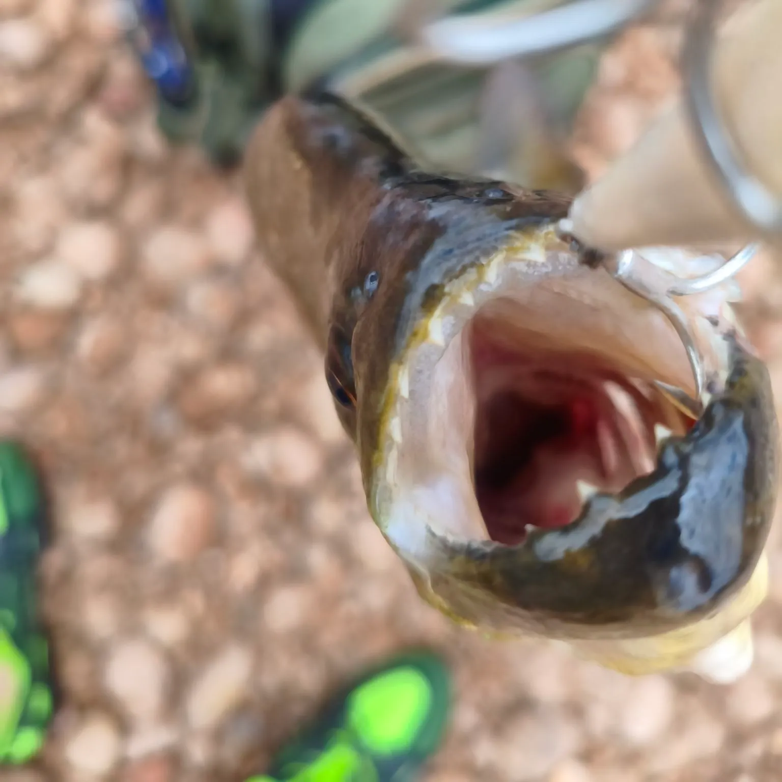 The most recent Redeye piranha catches on Fishbrain