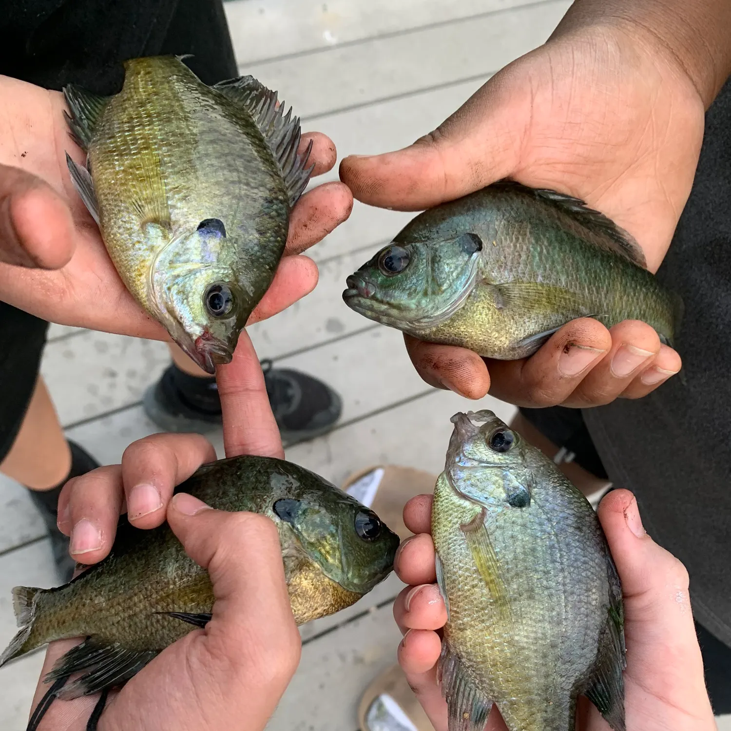 recently logged catches